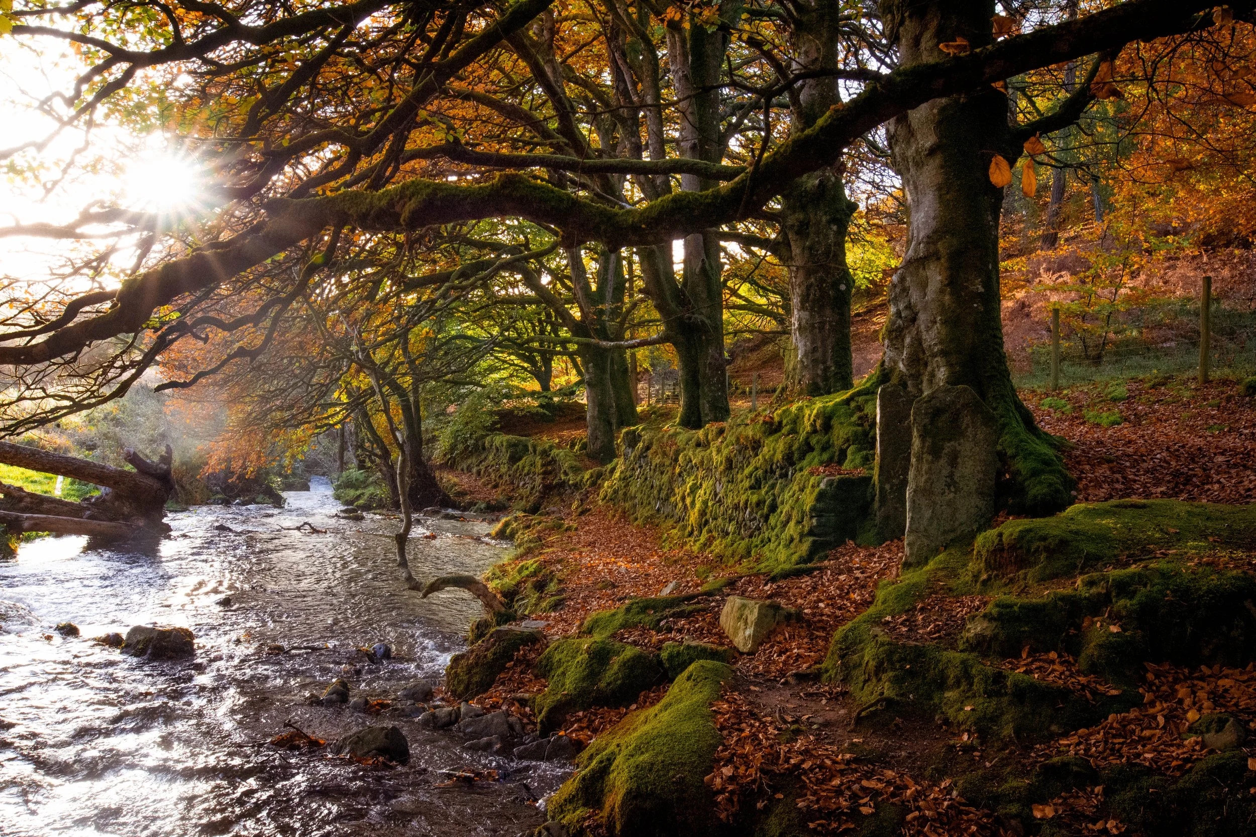 exmoor autumn-3917.jpg