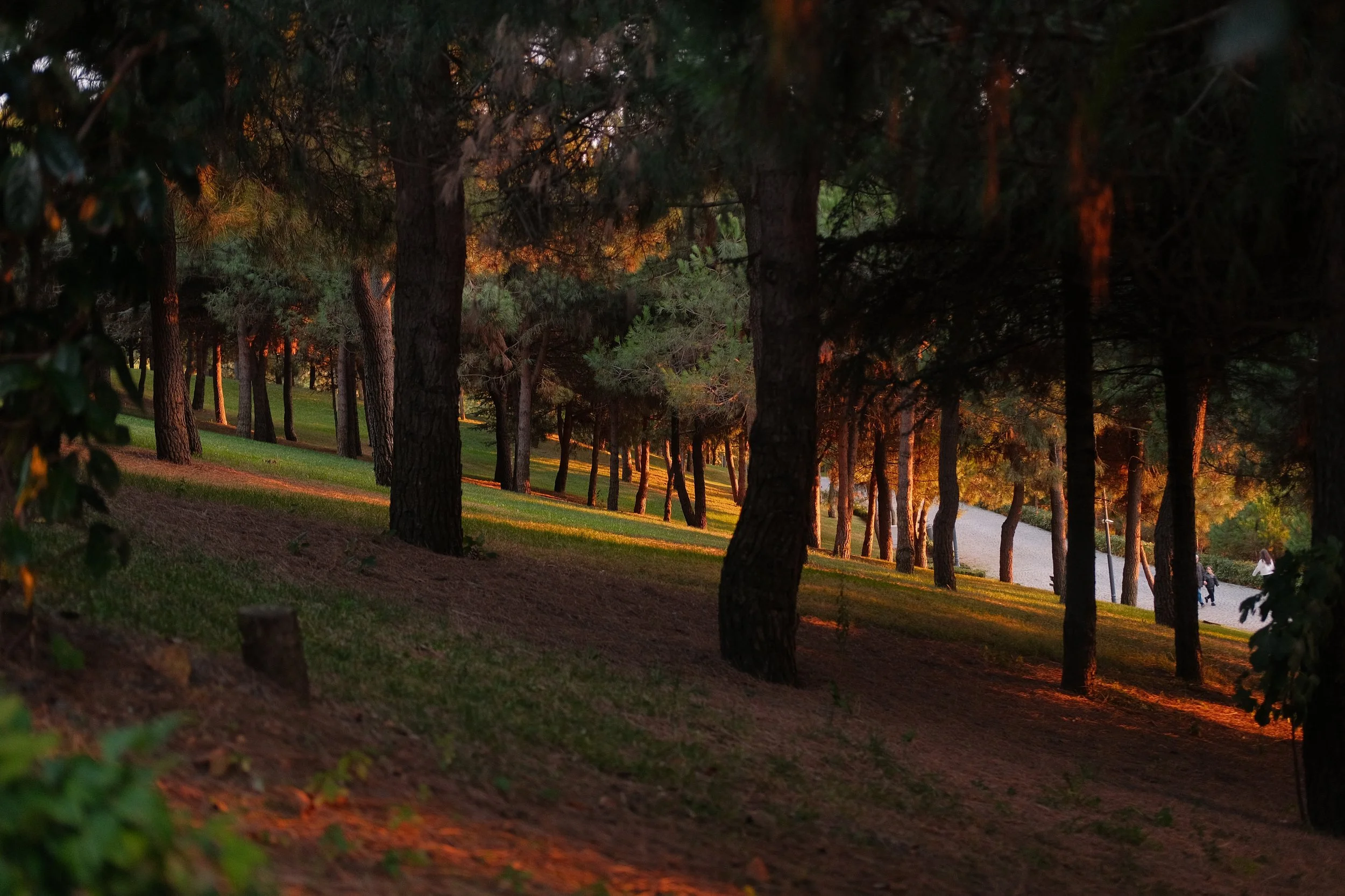 Ein abendlicher Blick auf einen bewaldeten Hügel mit Bäumen, die im Sonnenuntergang beleuchtet sind, und einer Straße im Hintergrund mit einigen Fußgängern.
