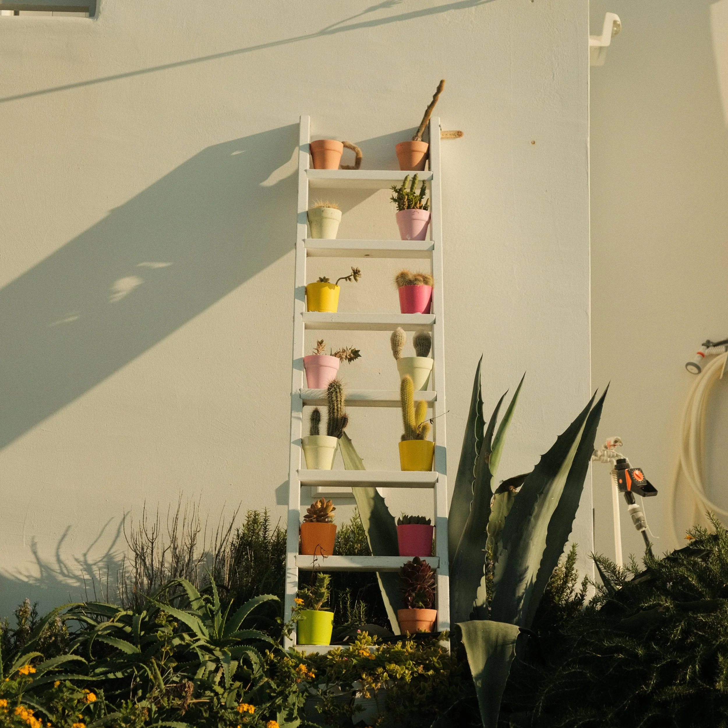 Bunte Blumentöpfe mit Kakteen und Sukkulenten vor einer weißen Wand, darunter Pflanzen im Boden, Sonnenstrahlen, und Gartengeräte.