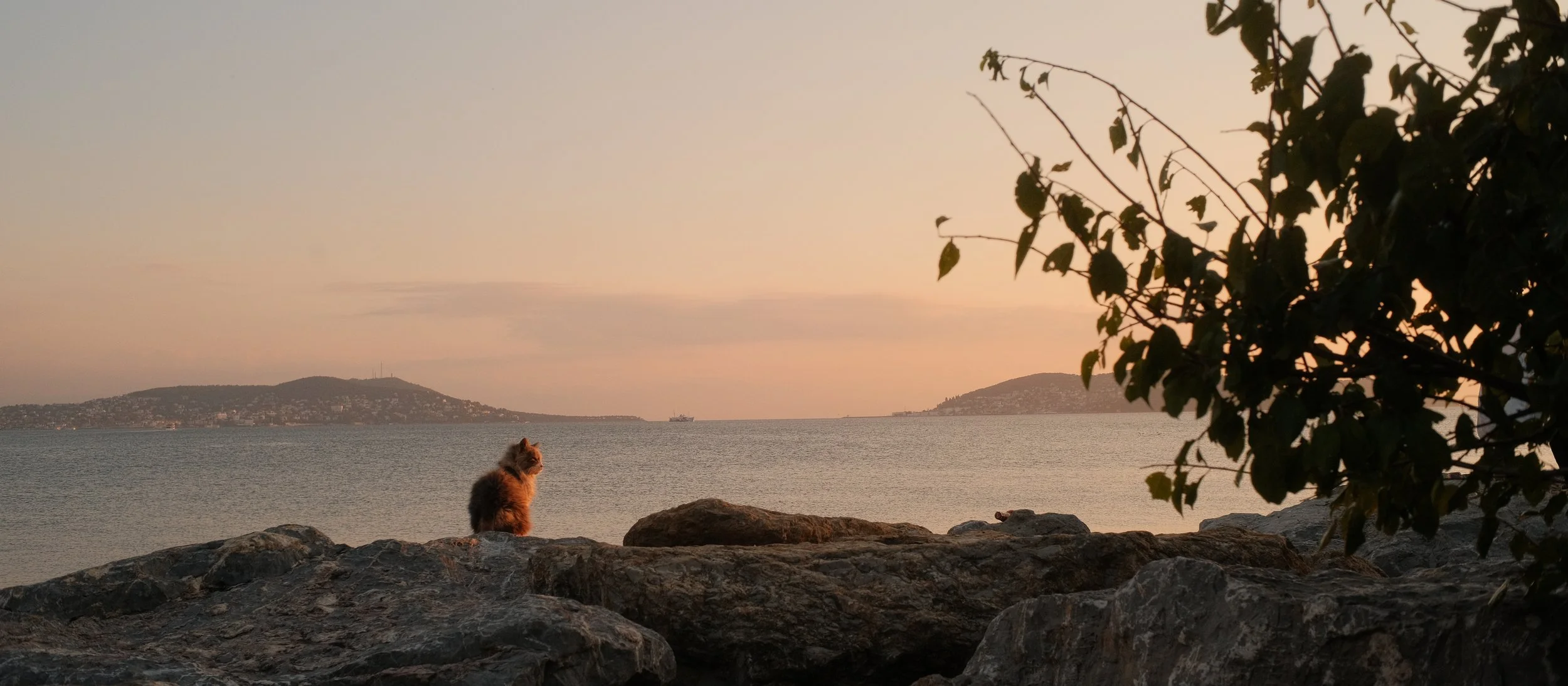 Ein orangefarbener Hund sitzt auf Felsen am Ufer, blickt auf das Wasser, im Hintergrund sind zwei Hügel und eine Schifffahrt bei Sonnenuntergang.
