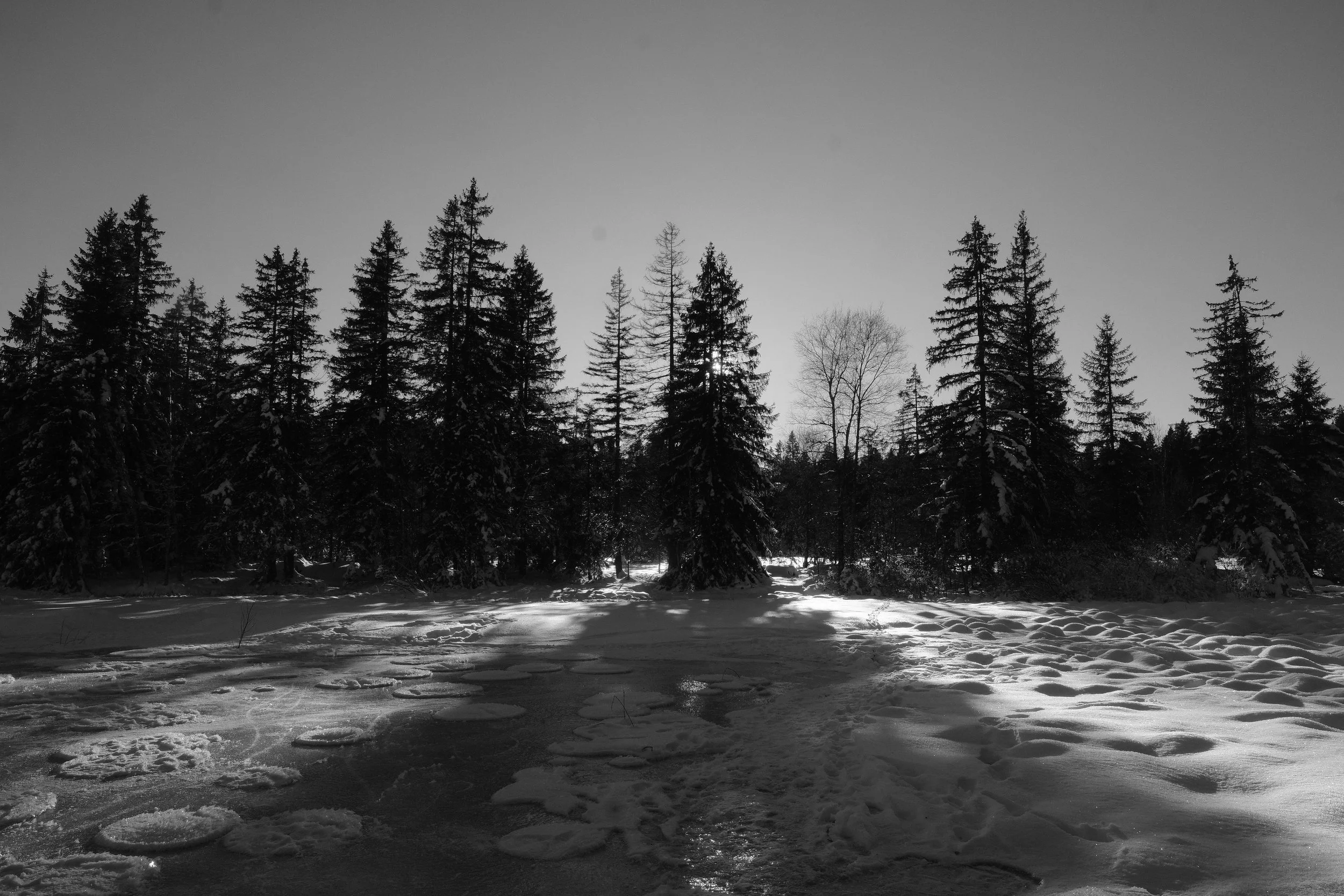 Schneebedeuerter Wald mit Tannenbäumen bei Sonnenuntergang, schwarz-weißer Winterlandschaft.