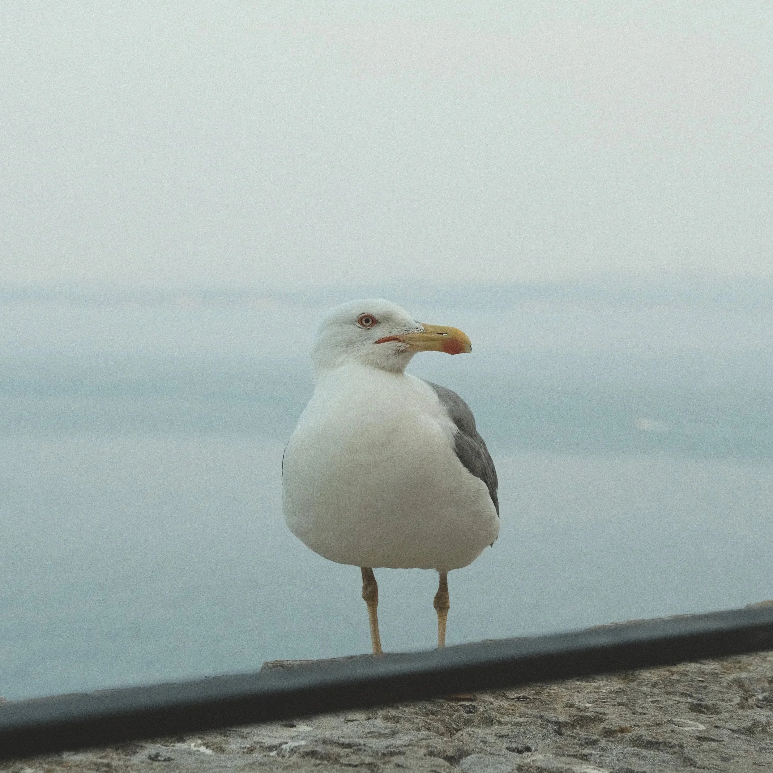 Eine Möwe steht auf einem Felsen vor einer Wasserfläche, Blick nach rechts, bei bewölktem Himmel.