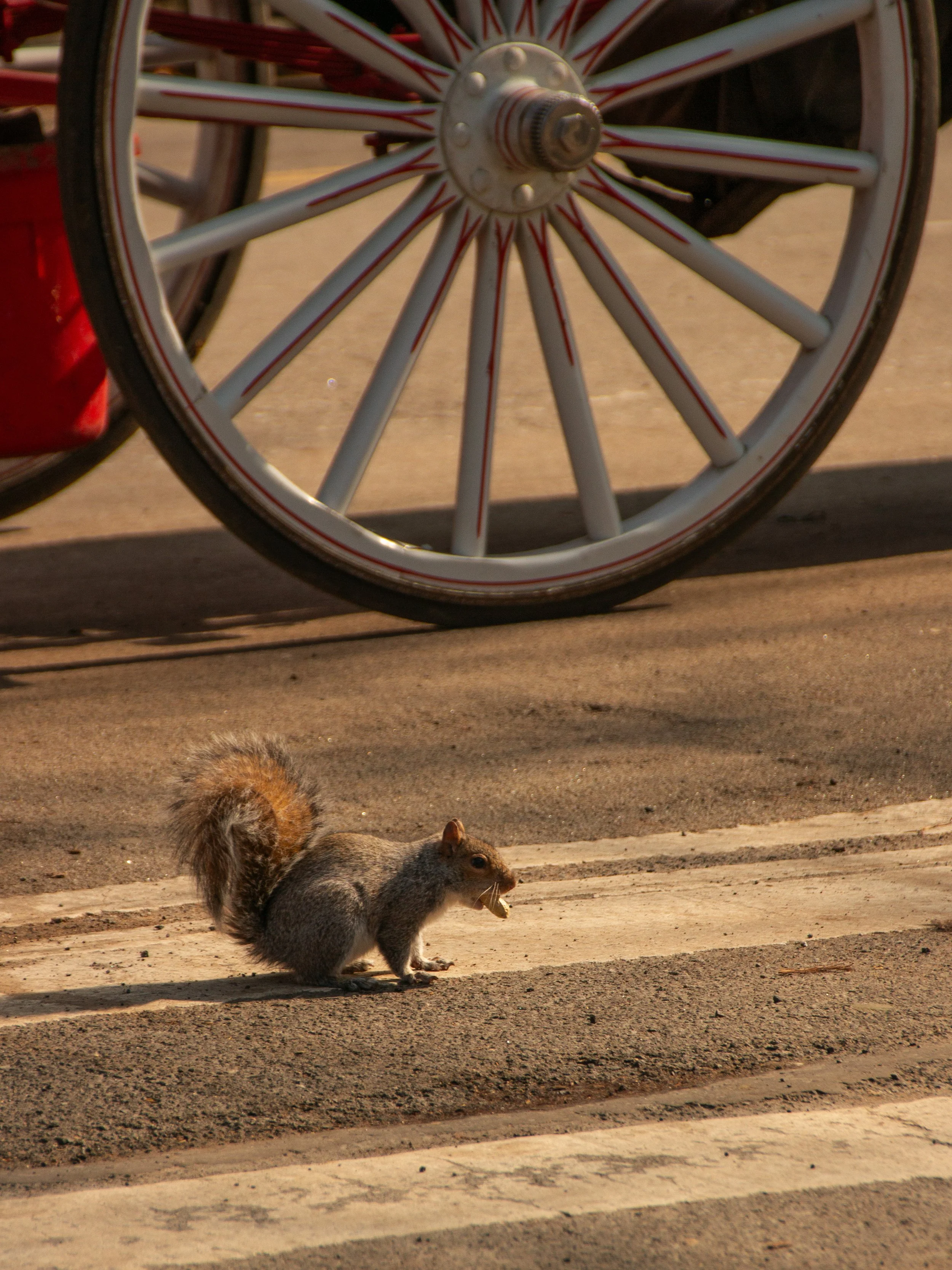 Eine Eichhörnchen mit Nuss auf einer Zebraüberquerung, im Vordergrund eine Straßenkreuzung, im Hintergrund ein Rad eines Rikscha.