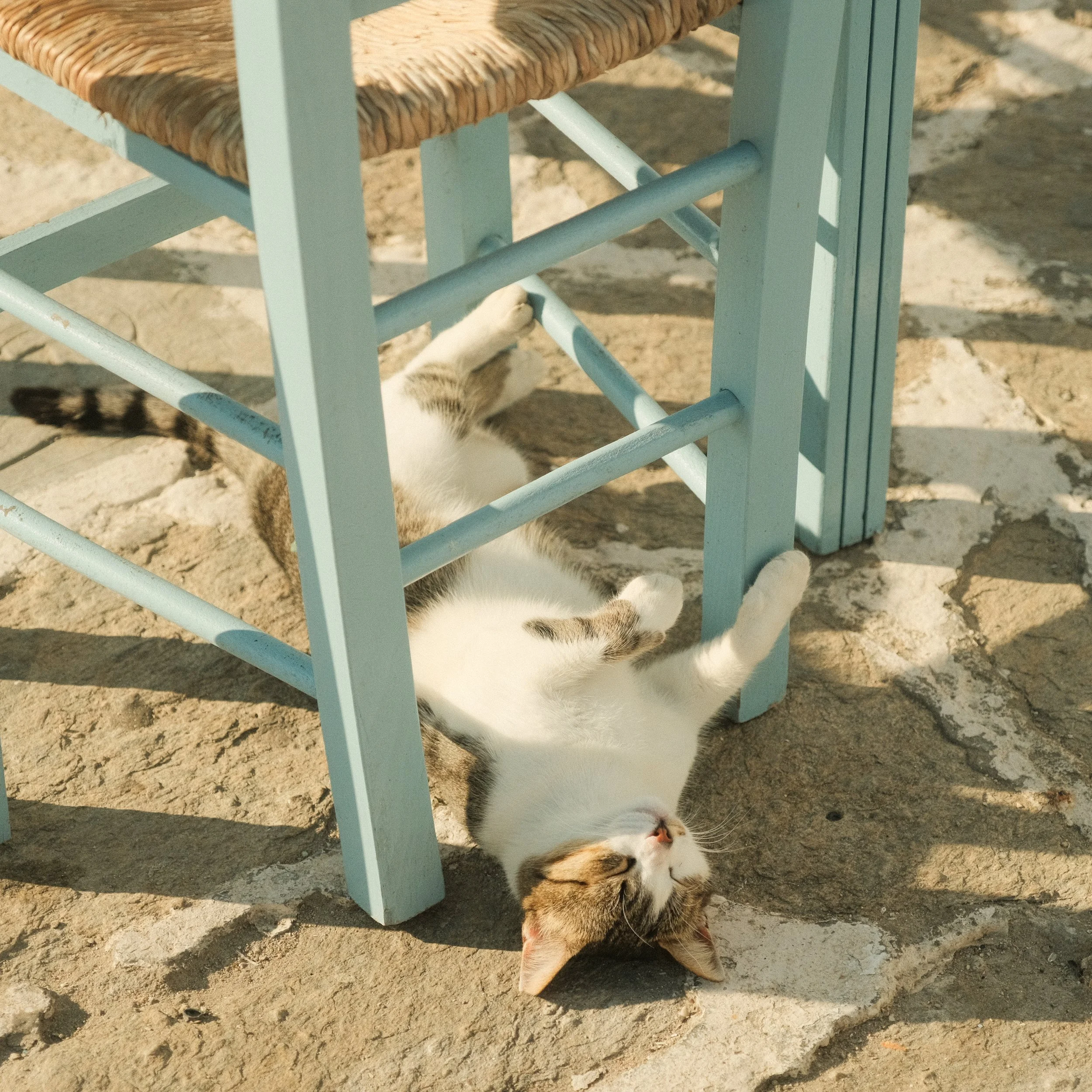 Eine Katze liegt auf dem Rücken auf einer sonnigen Steinfläche unter einem blauen Gartenstuhl.
