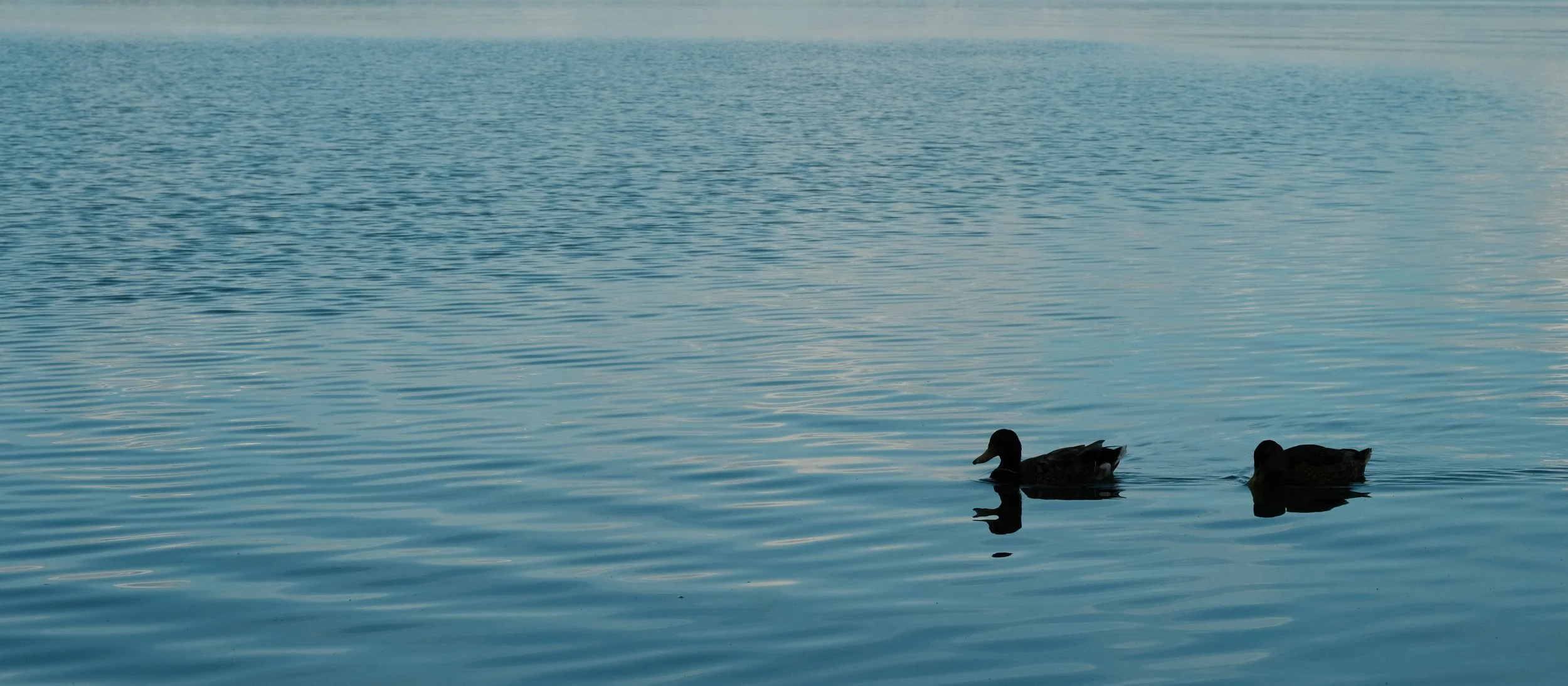 Zwei Stockenten schwimmen auf einem ruhigen See, umgeben von Wasser mit sanften Wellen bei Sonnenuntergang.