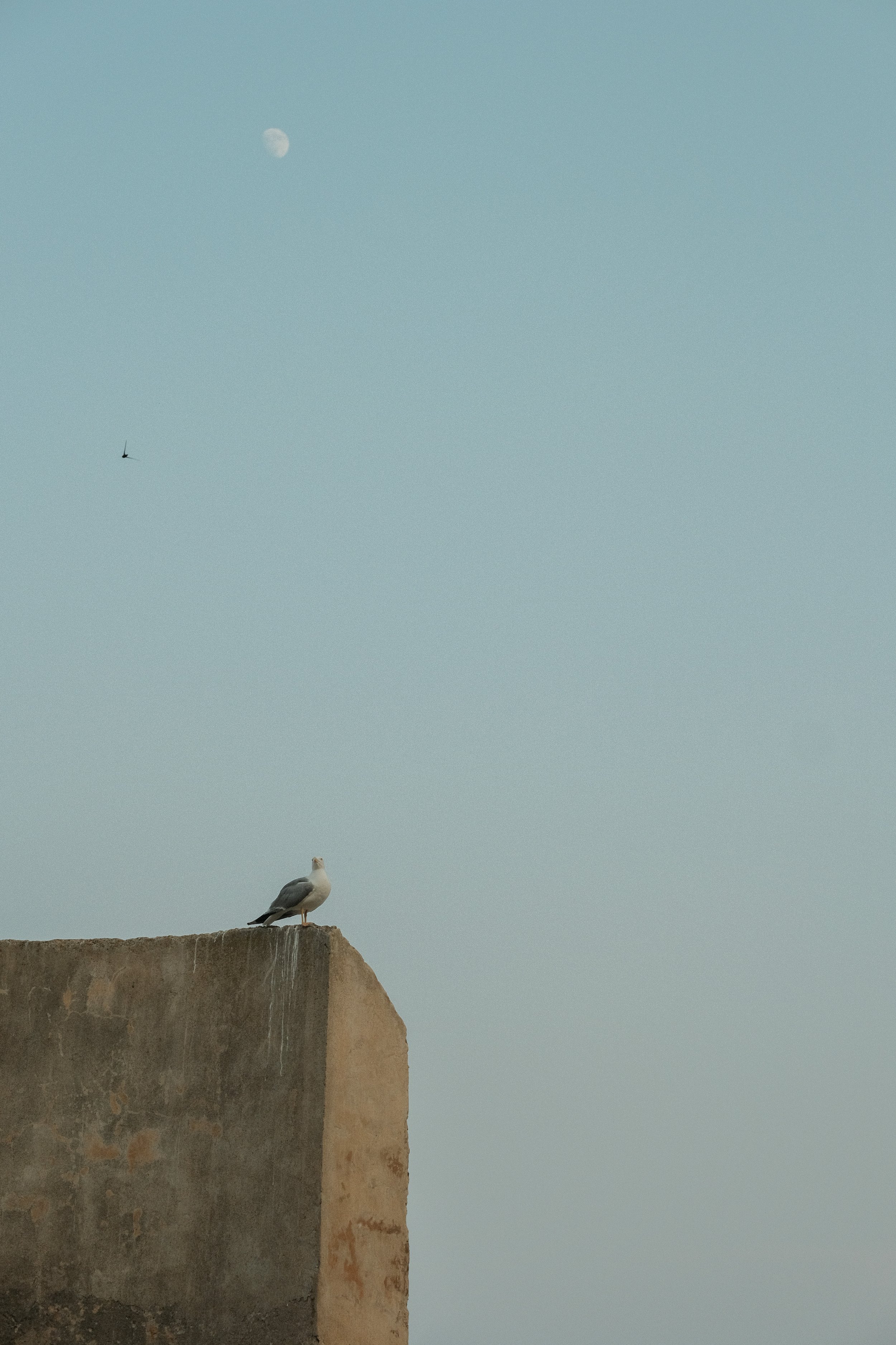 Ein Seevogel sitzt auf der Spitze eines Gebäudes, während der Mond am Himmel sichtbar ist. Es gibt auch eine einzelne fliegende Möwe.