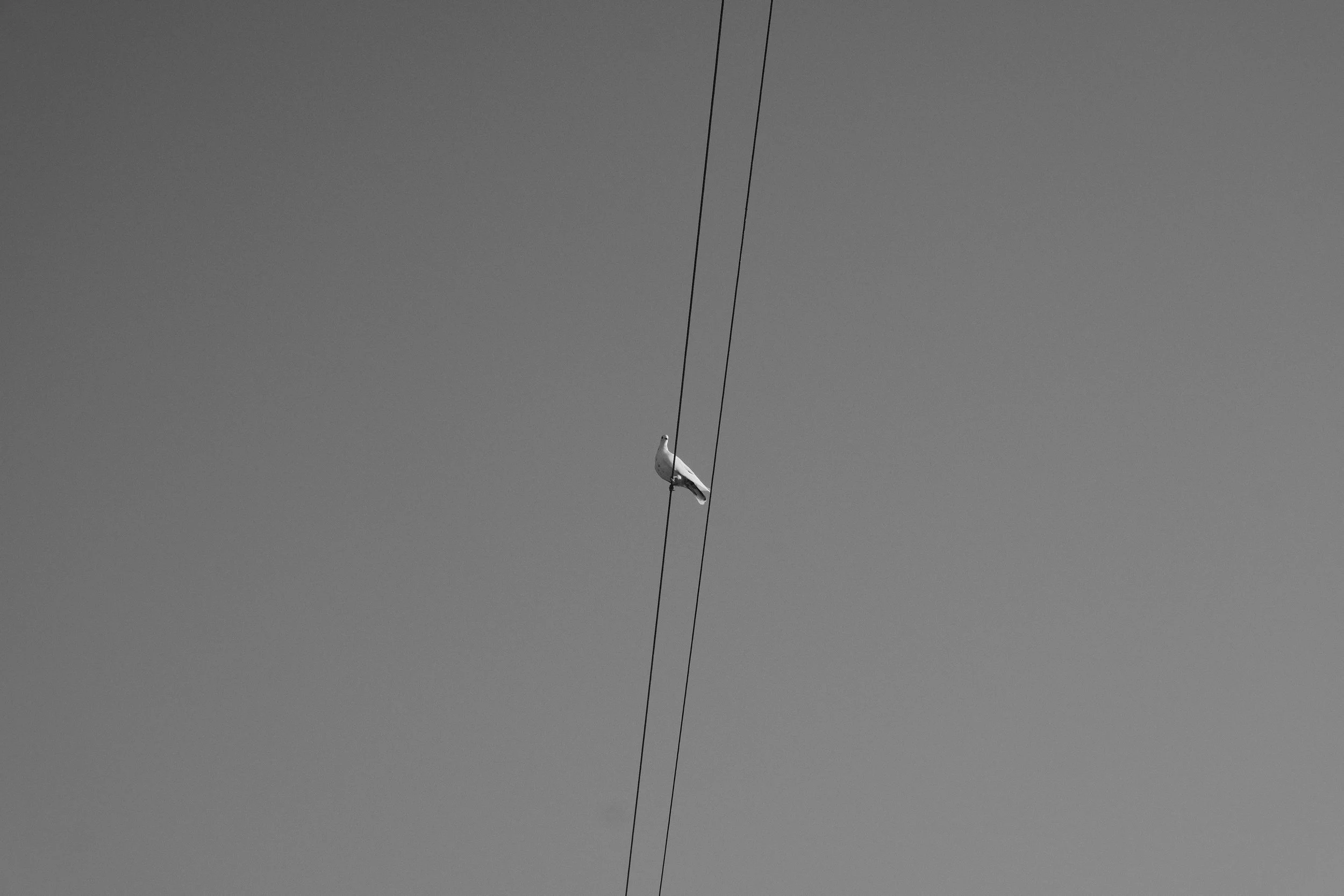 Ein Vogel sitzt auf einem Kabel in einem klaren Himmel.