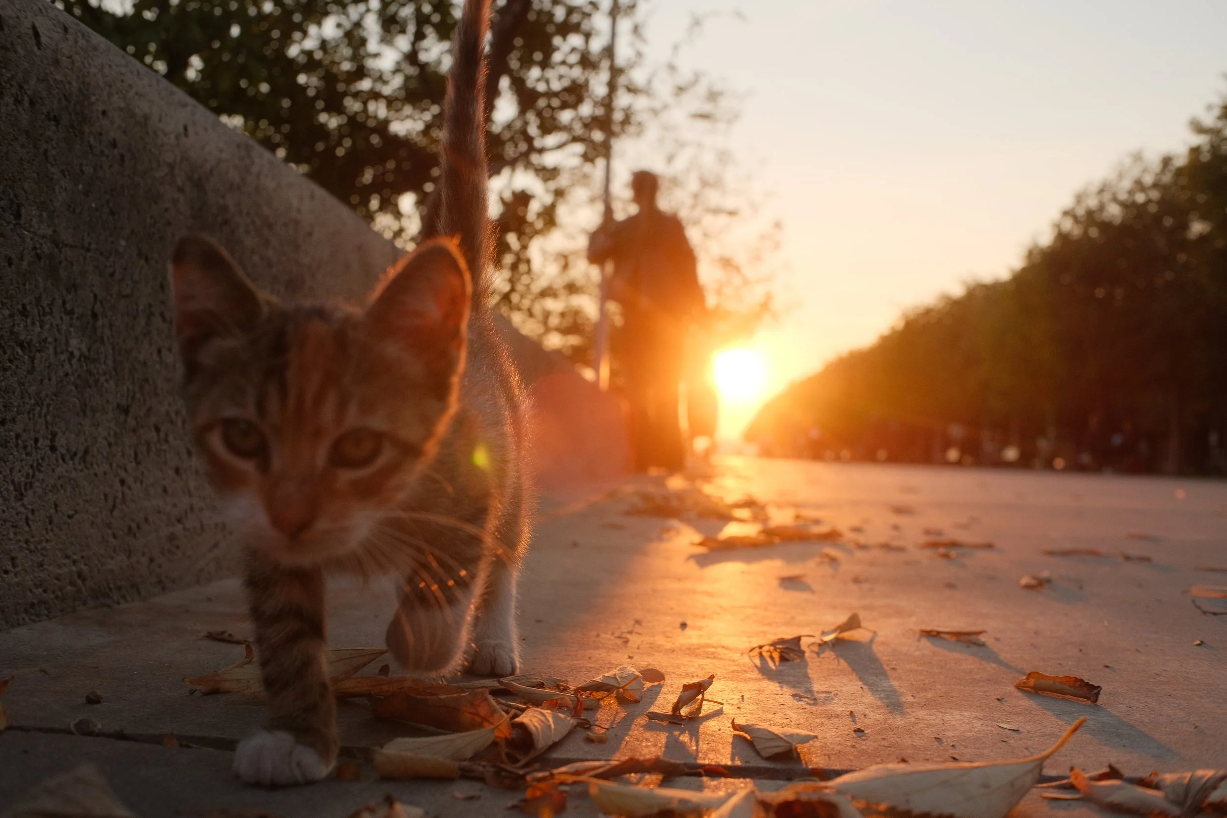 Eine Katze läuft auf einem Gehweg, im Hintergrund eine Person beim Spazierengehen, alles bei Sonnenuntergang, mit Blättern auf dem Boden.