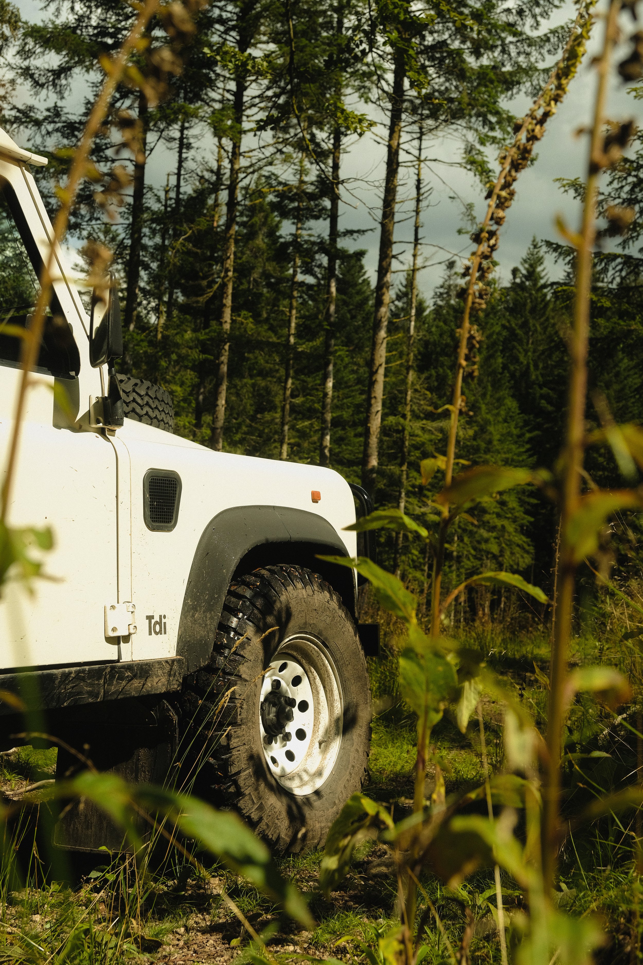 Teil eines weißen Geländewagens im Wald, umgeben von grünen Büschen und Bäumen.