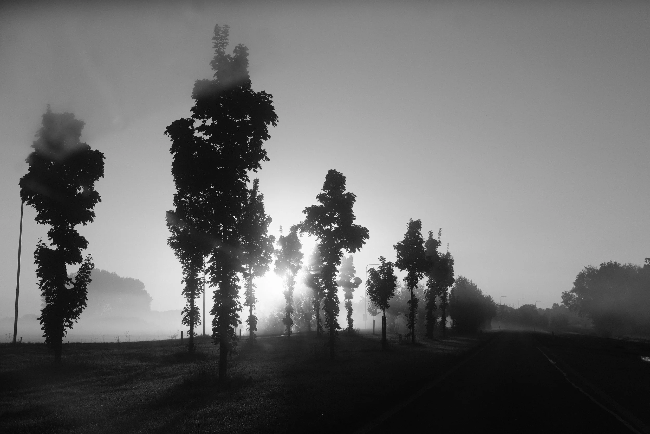 Schwarze Silhouetten von Bäumen entlang einer Straße bei Sonnenaufgang, Nebel und helle Sonne im Hintergrund.