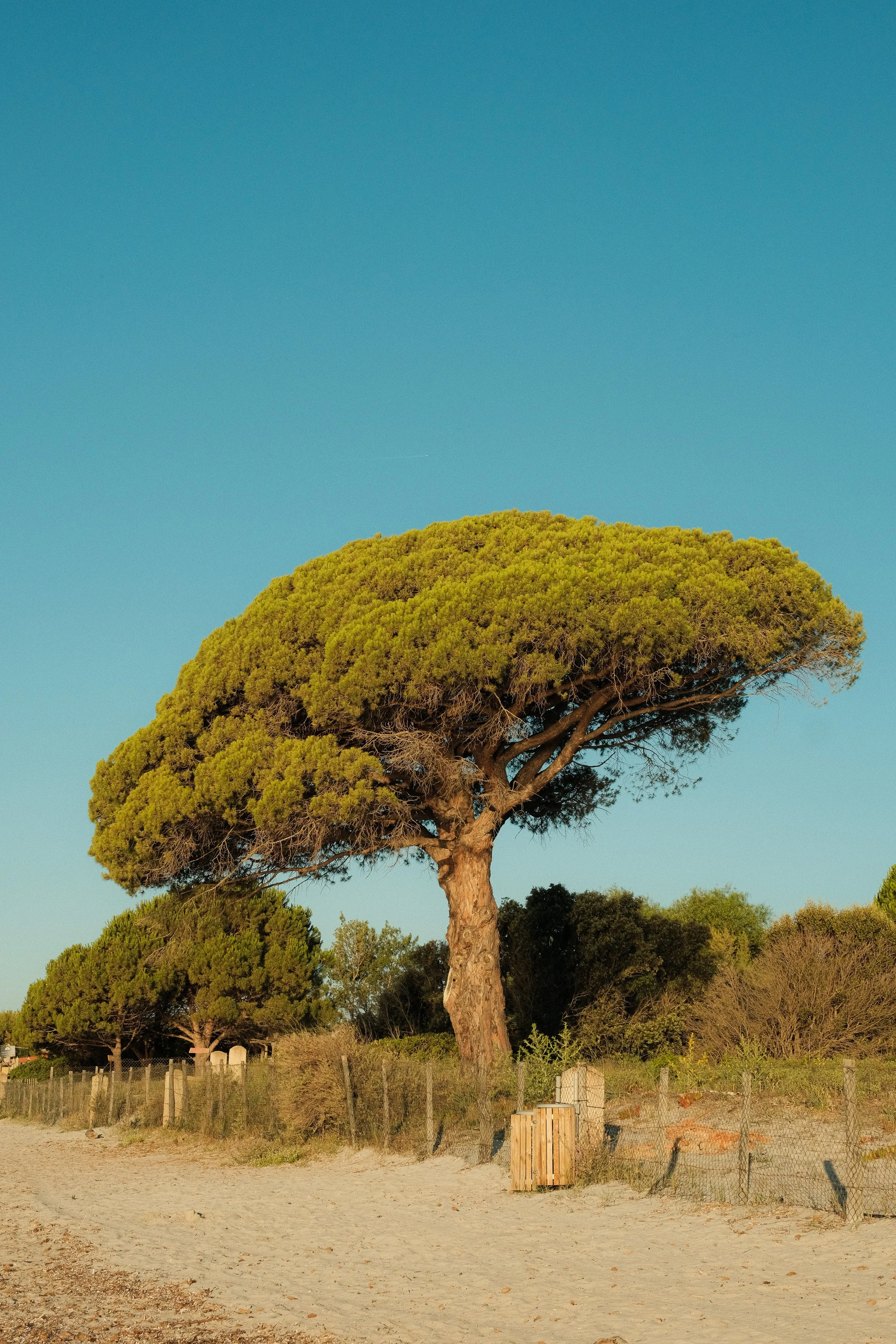 Ein einzelner, große Baum mit breiter, flacher Krone an einem sonnigen Tag, umgeben von einem Strand mit Sand und einer niedrigen Zaunlinie.