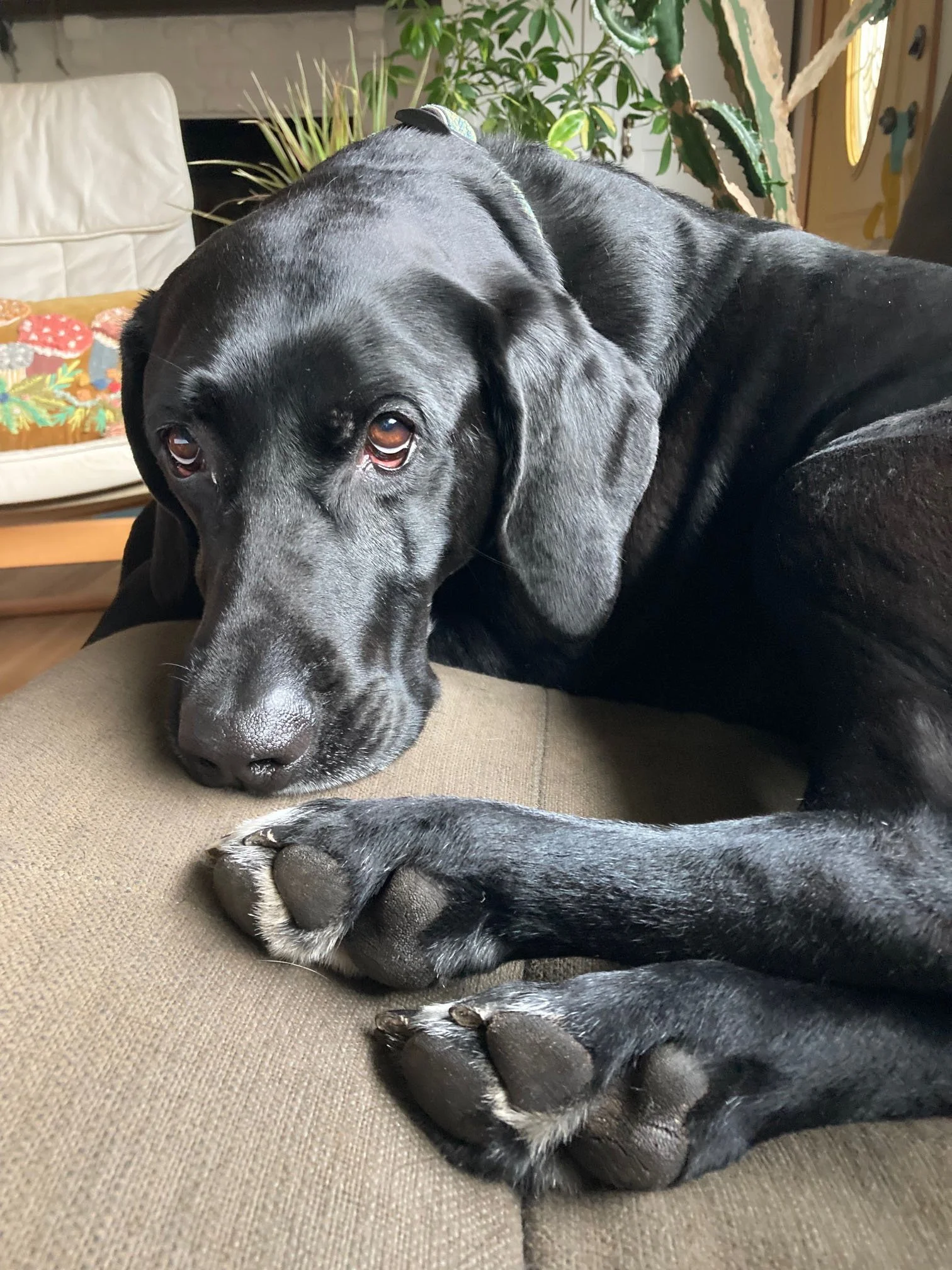 Black lab dog laying on couch
