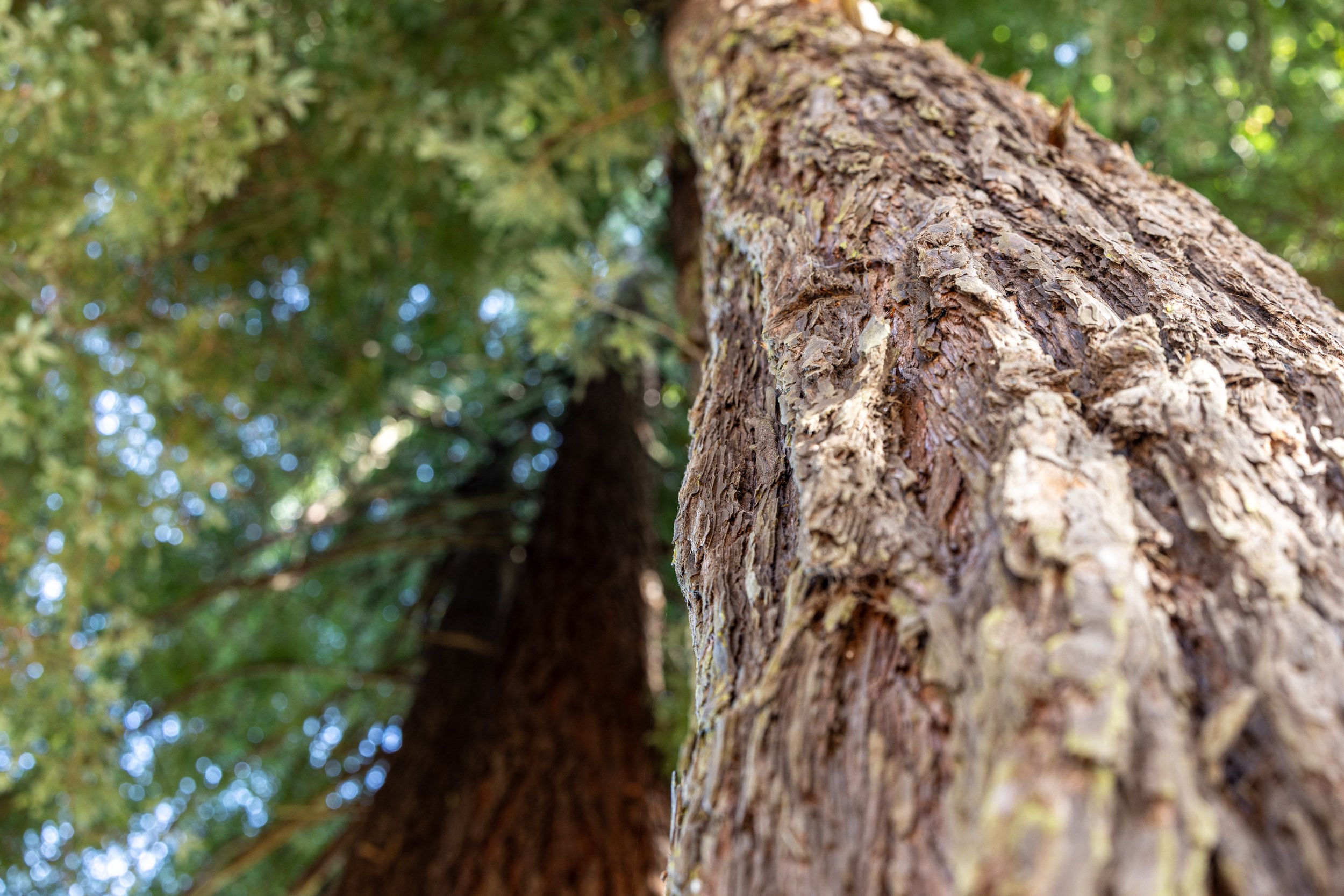 Redwood in Redwood National Park