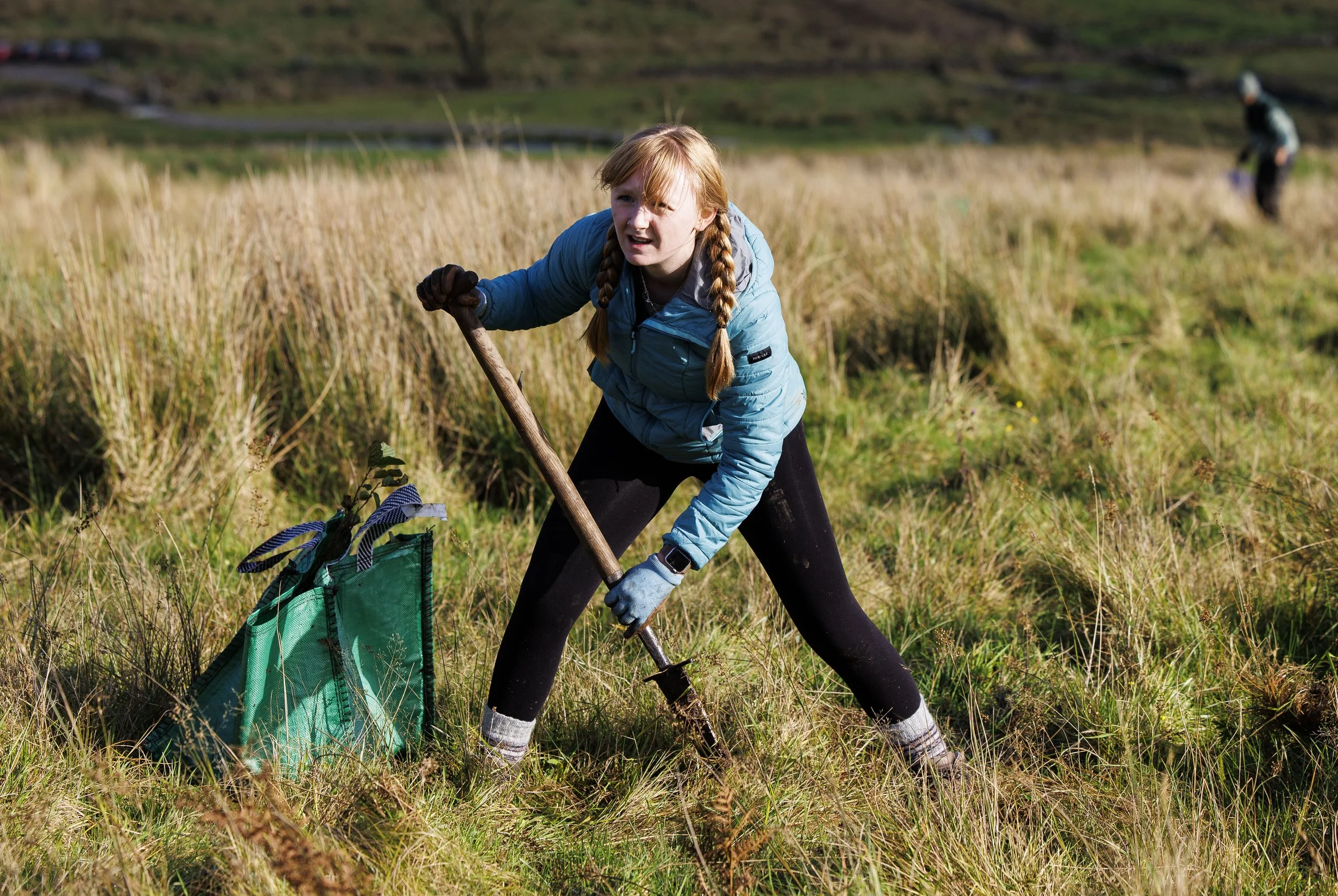 A woman planting a young tree in a rural countryside setting during a community tree planting day, surrounded by green fields.