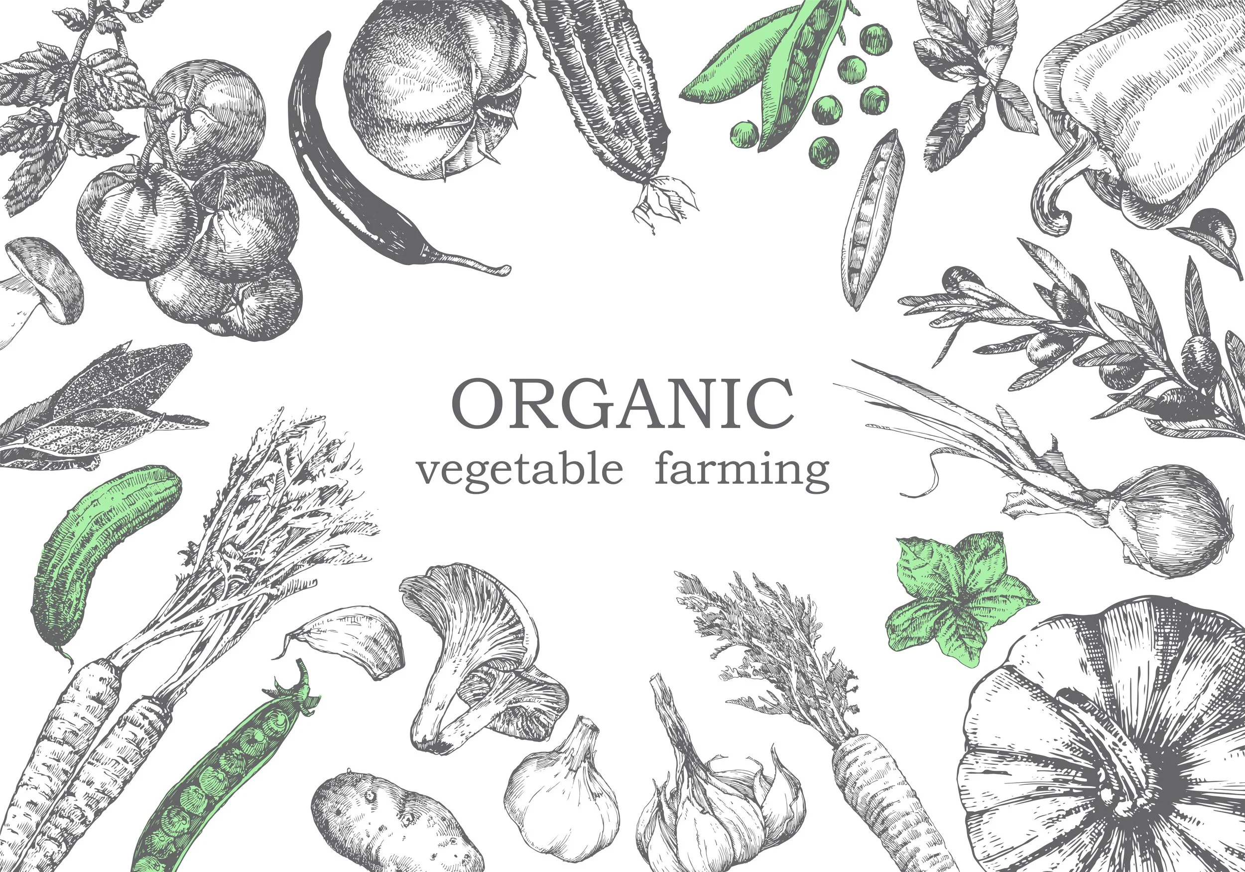 organic vegetable farming