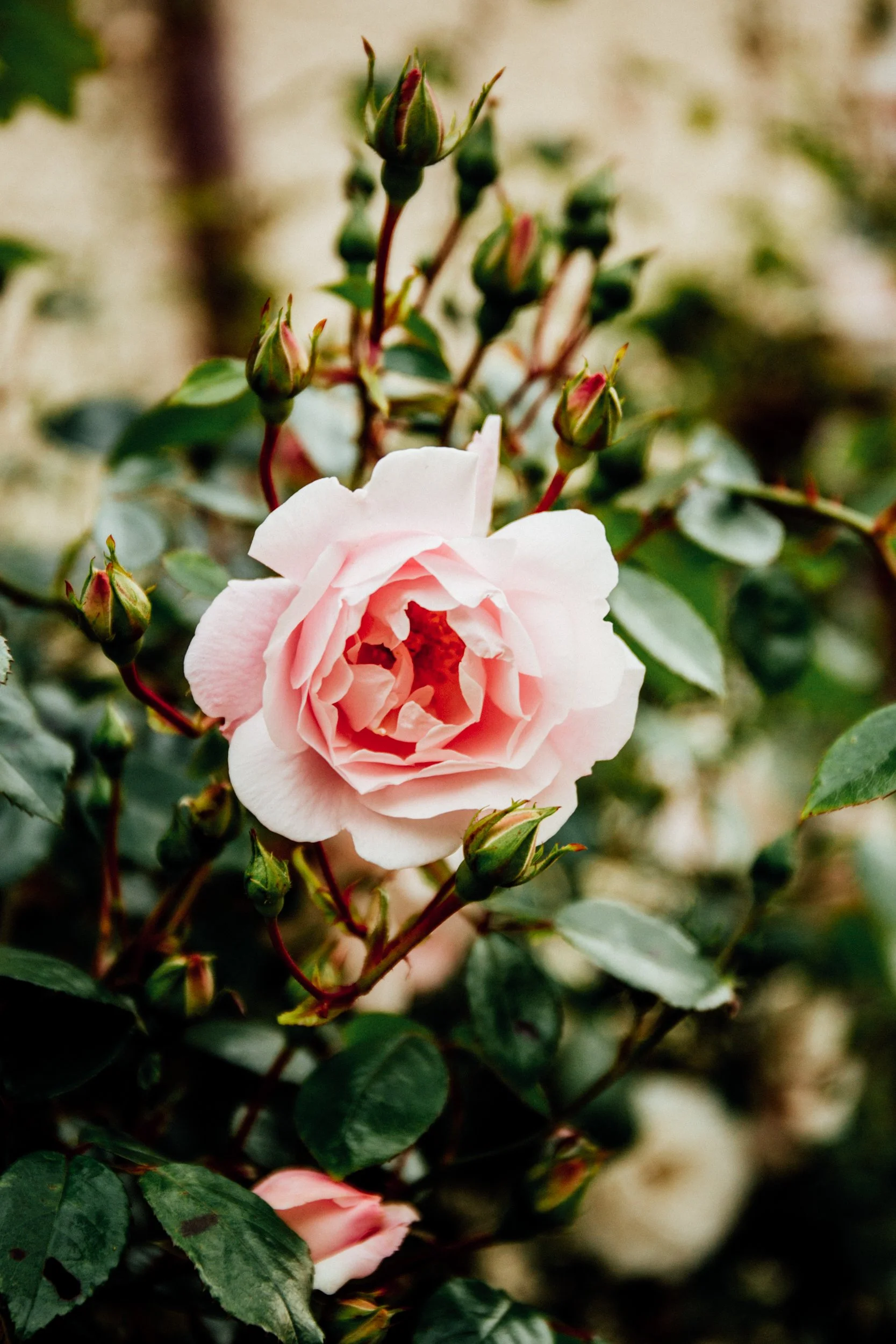 Scotland rose-9007.jpg