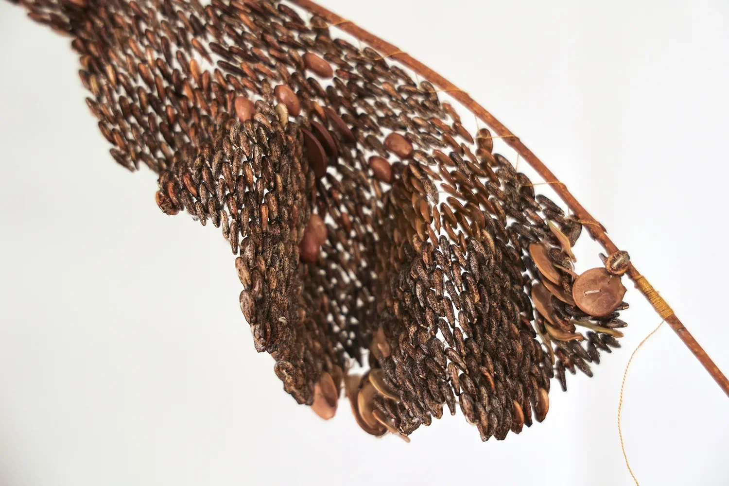 Rachel Dana Rachel Dana is a Brooklyn-based textile artist working across natural dyeing, spinning, weaving, and beading to trace how species migrate, adapt, and remake one another over time. Her work draws on landrace sheep breeds, invasive plants, 