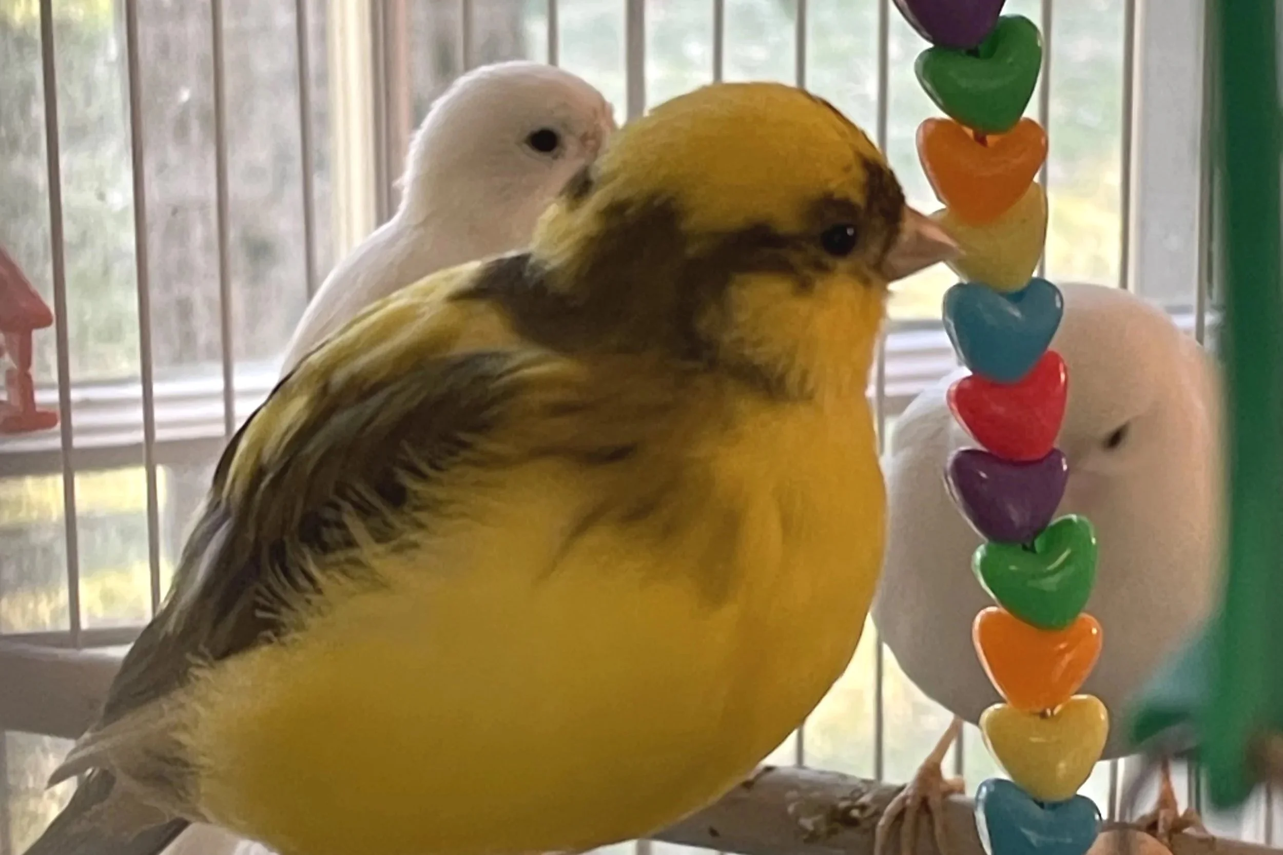 Beautiful Birds raised with Love!
