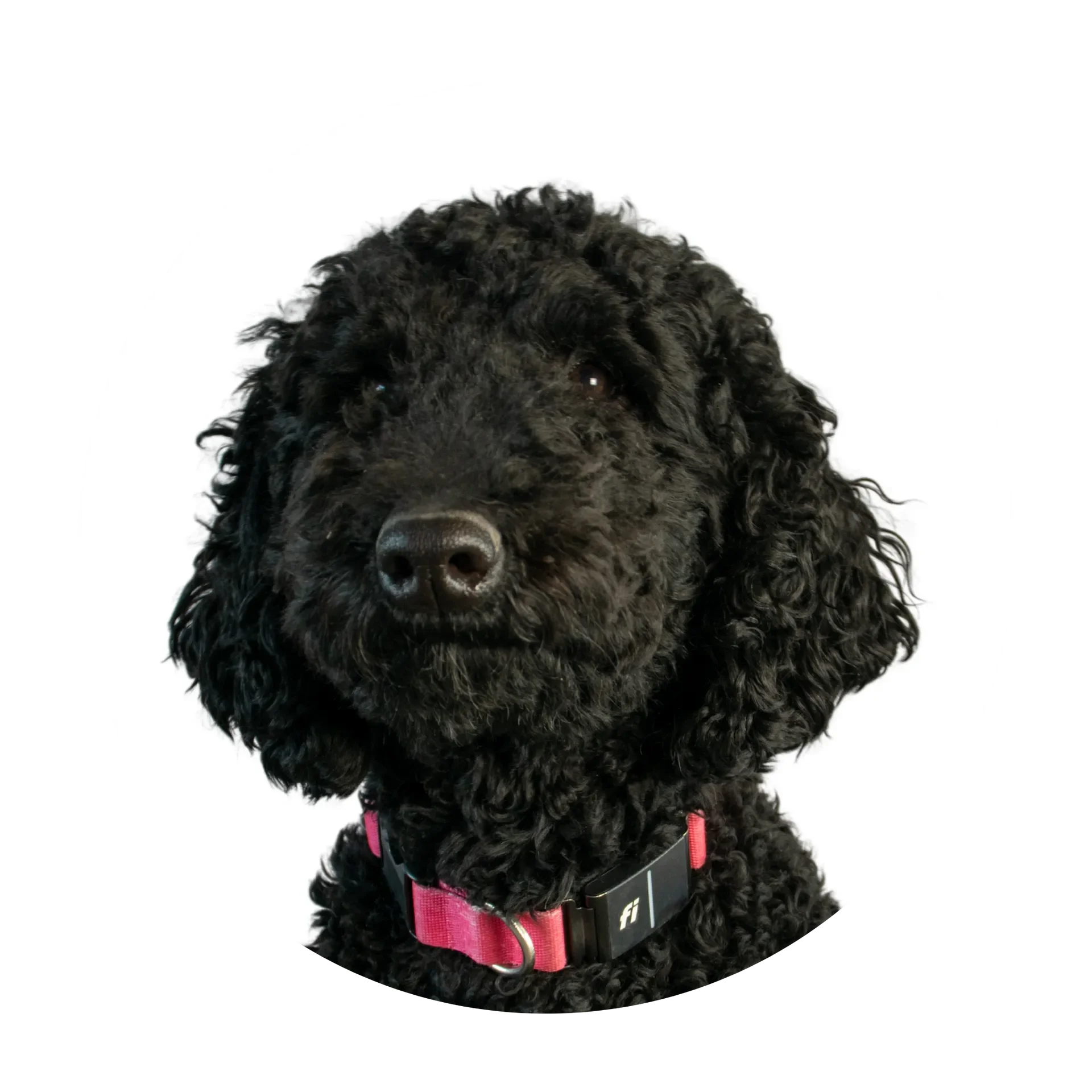 Close-up of a black curly-haired dog's face, wearing a pink collar, against a white circular background.
