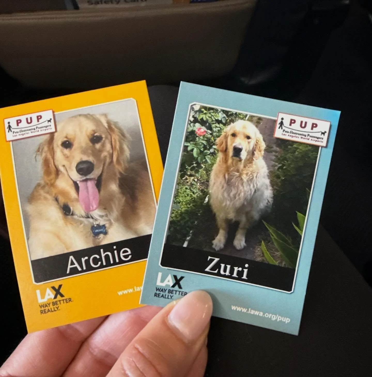 Thanks @laxpups and your lovely handlers! What a fun treat in the midst of #travel chaos. #dogs #flydeltajets #united