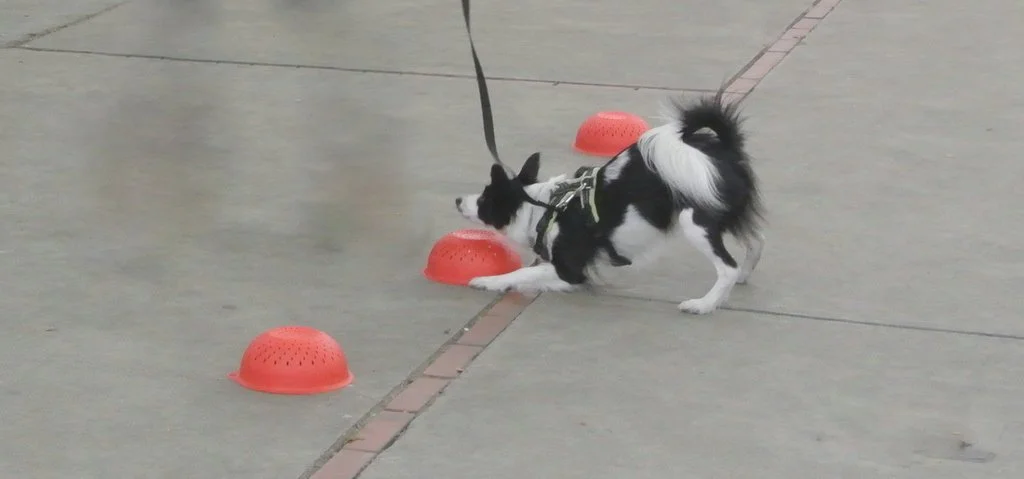 Dog doing scent work signaling at a container