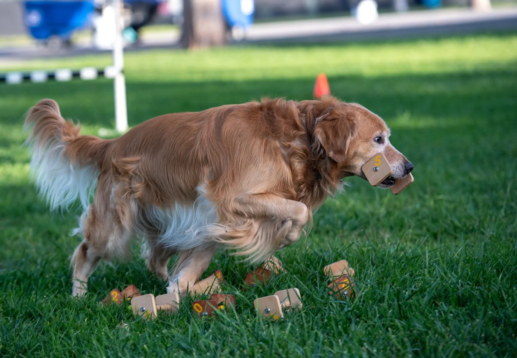 Utility dog scent discrimination training