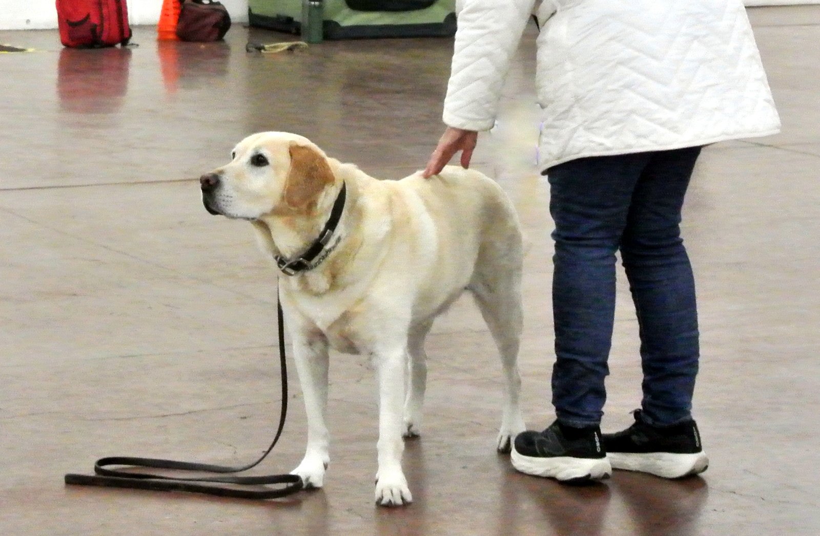 Obedience dog standing for exam training