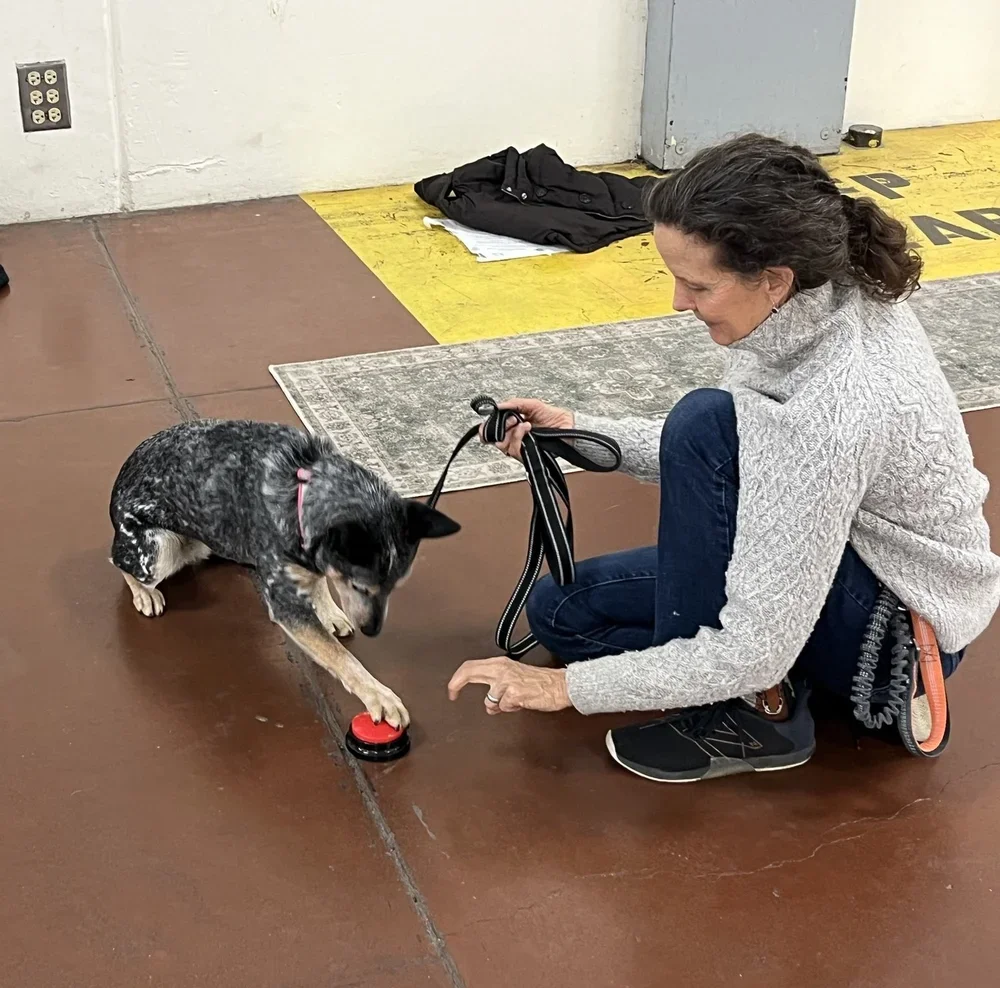 Dog performing trick when signaled