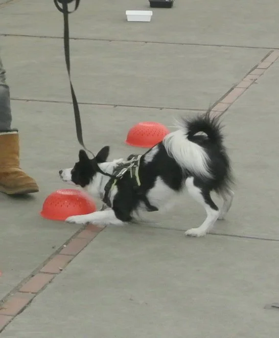 Dog doing scent work signaling at a container