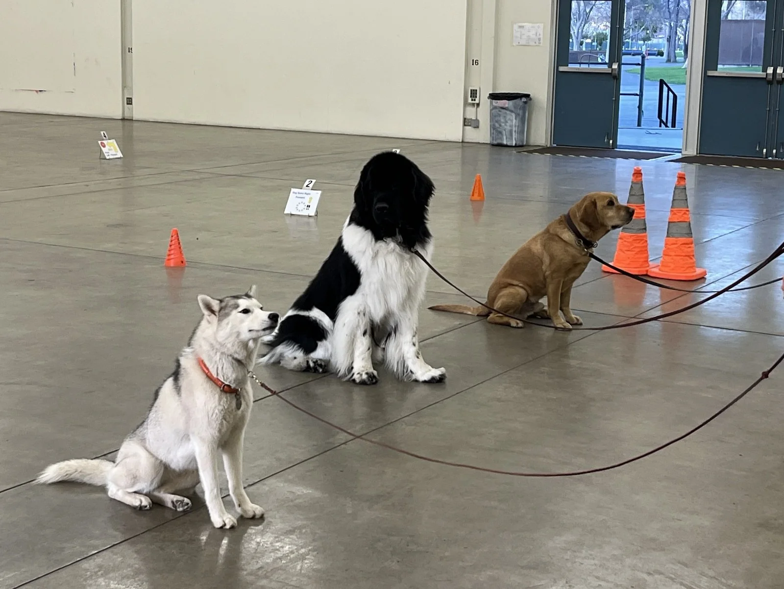 Dog obedience sit stay training