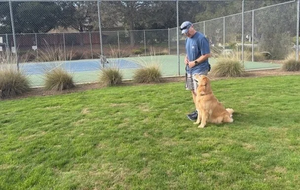 Obedience focused heeling dog training