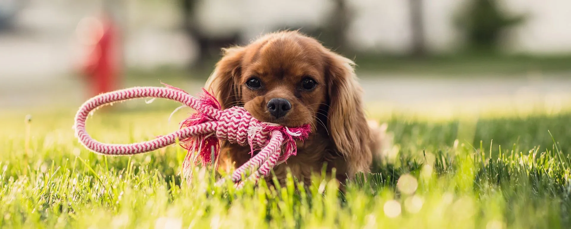 Puppy in down position