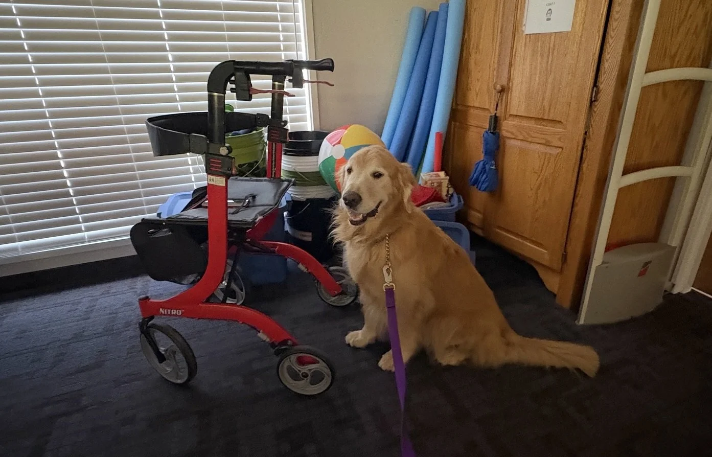 Therapy dog learning to be calm