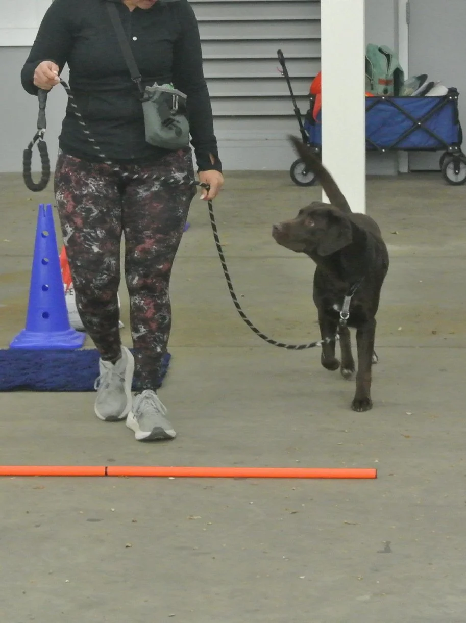 Dog and handler practicing heeling in an obedience training class