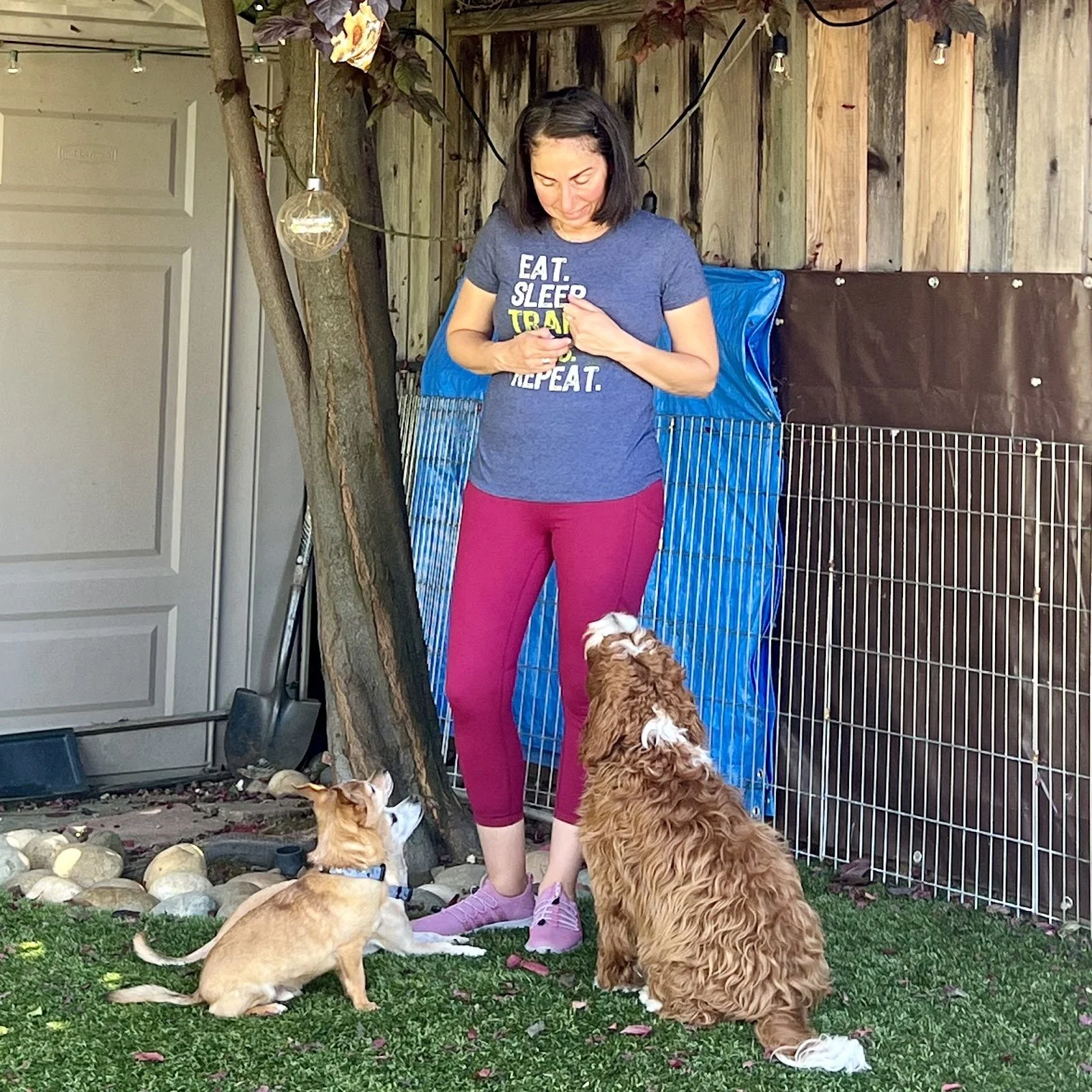  Dog training instructor working with her three dogs