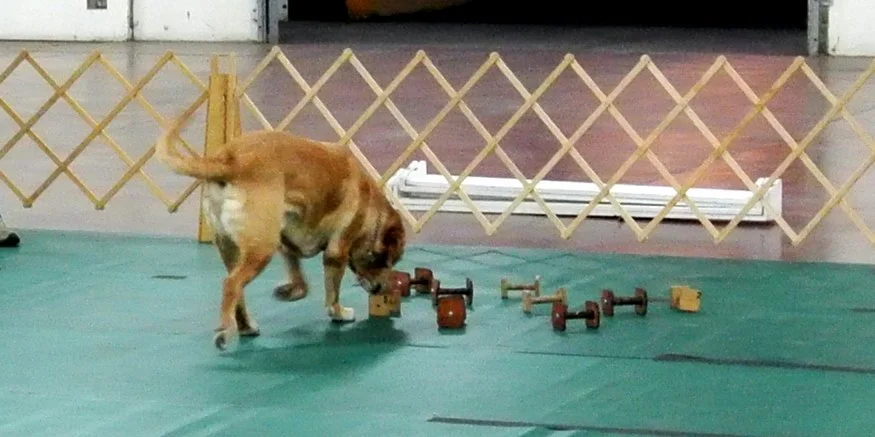 Utility dog scent discrimination training