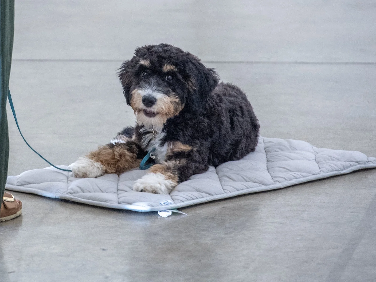 Training with attentive puppy
