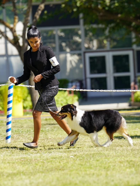 Dog and handler competing in an AKC Conformation show
