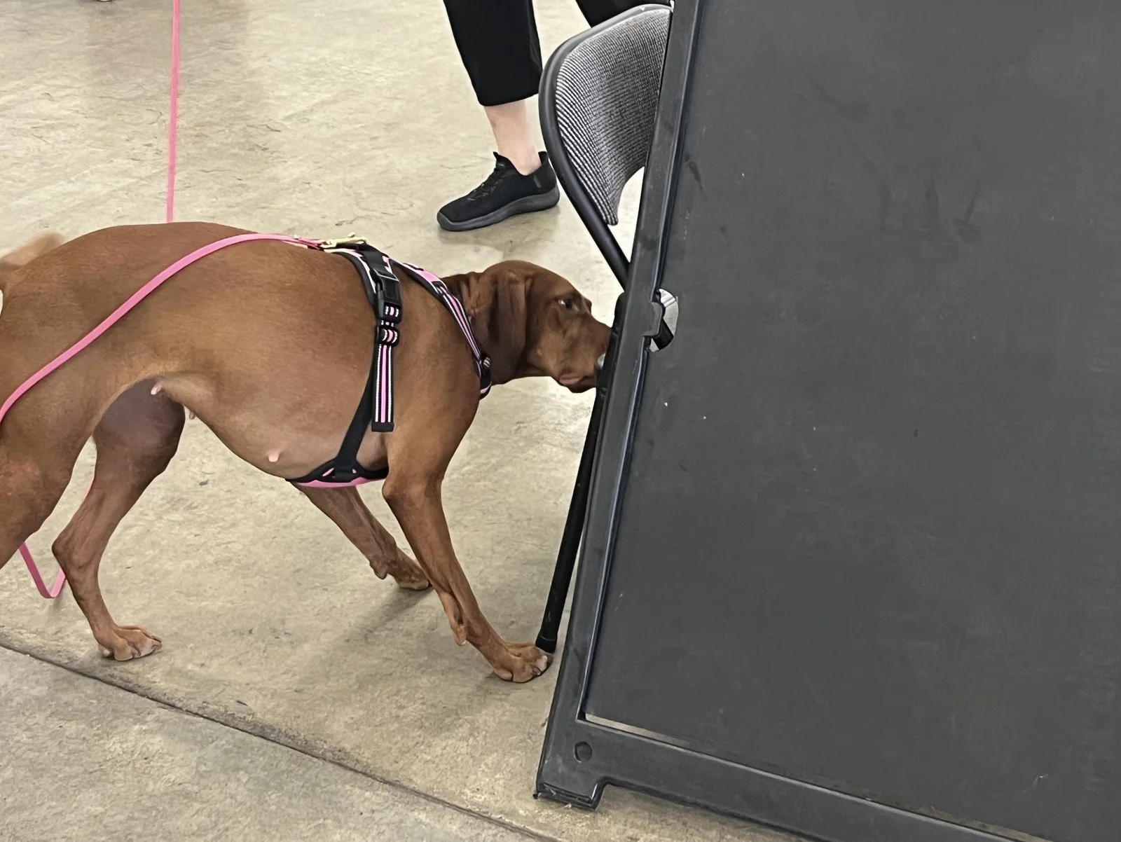 Dog training for scent identification