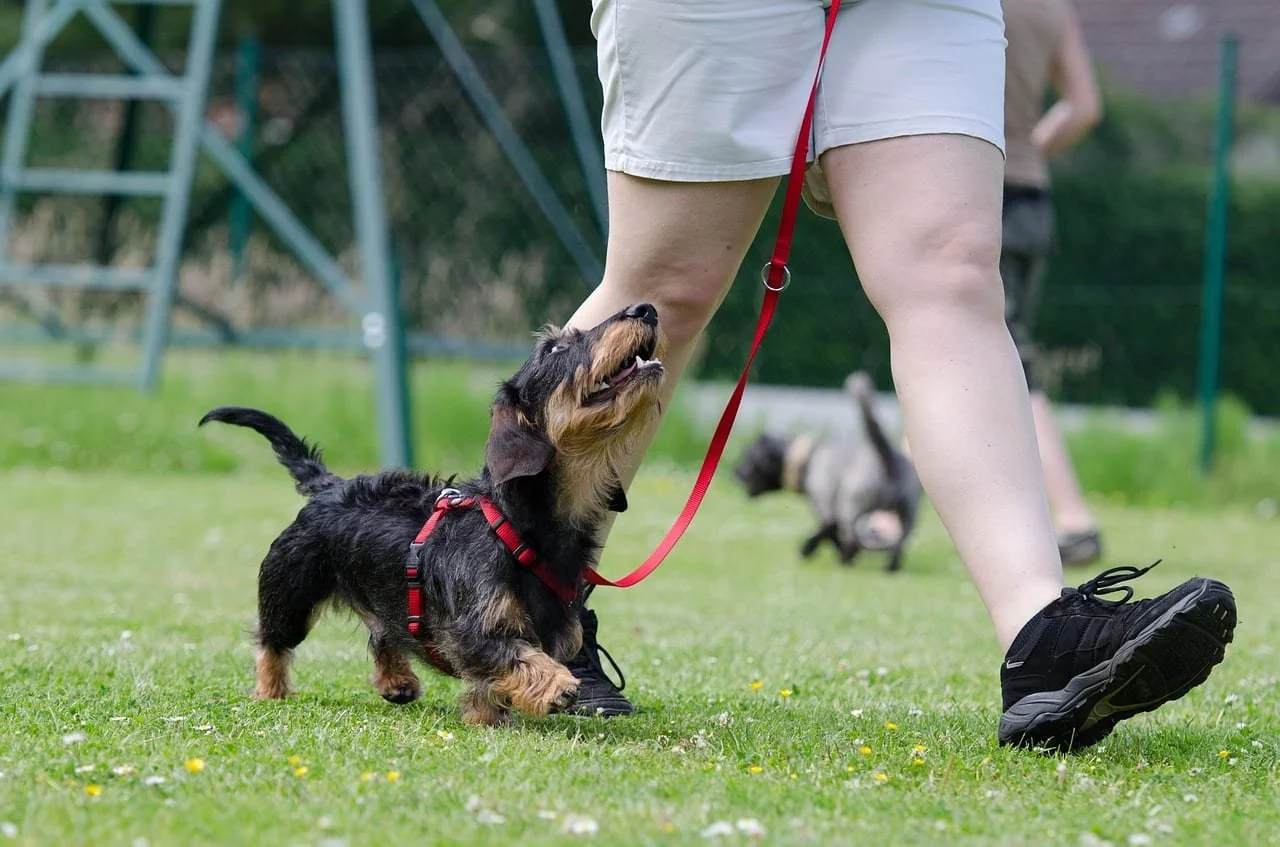 Dog practicing heeling in an obedience training class