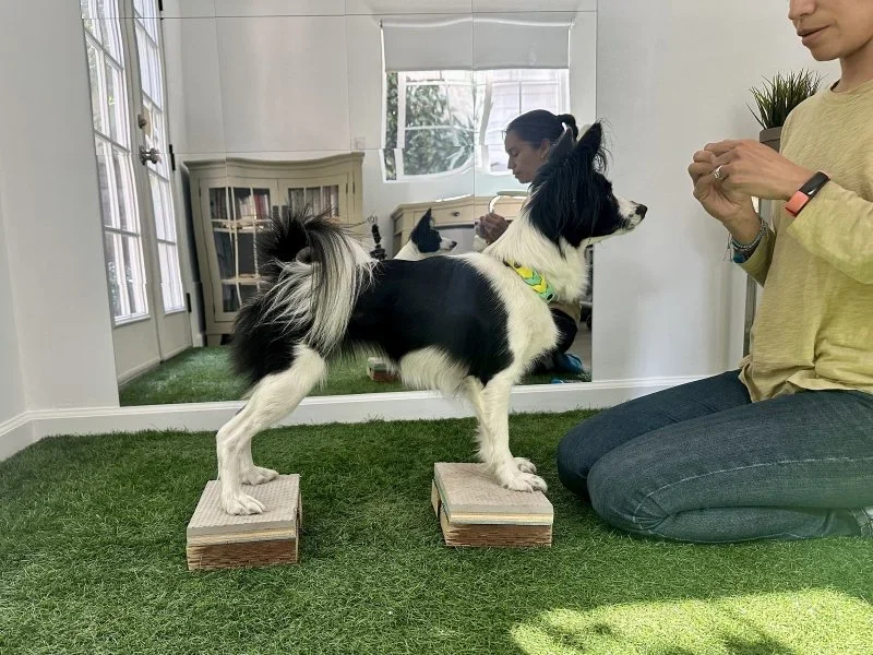 Dog Fit conditioning balancing on blocks