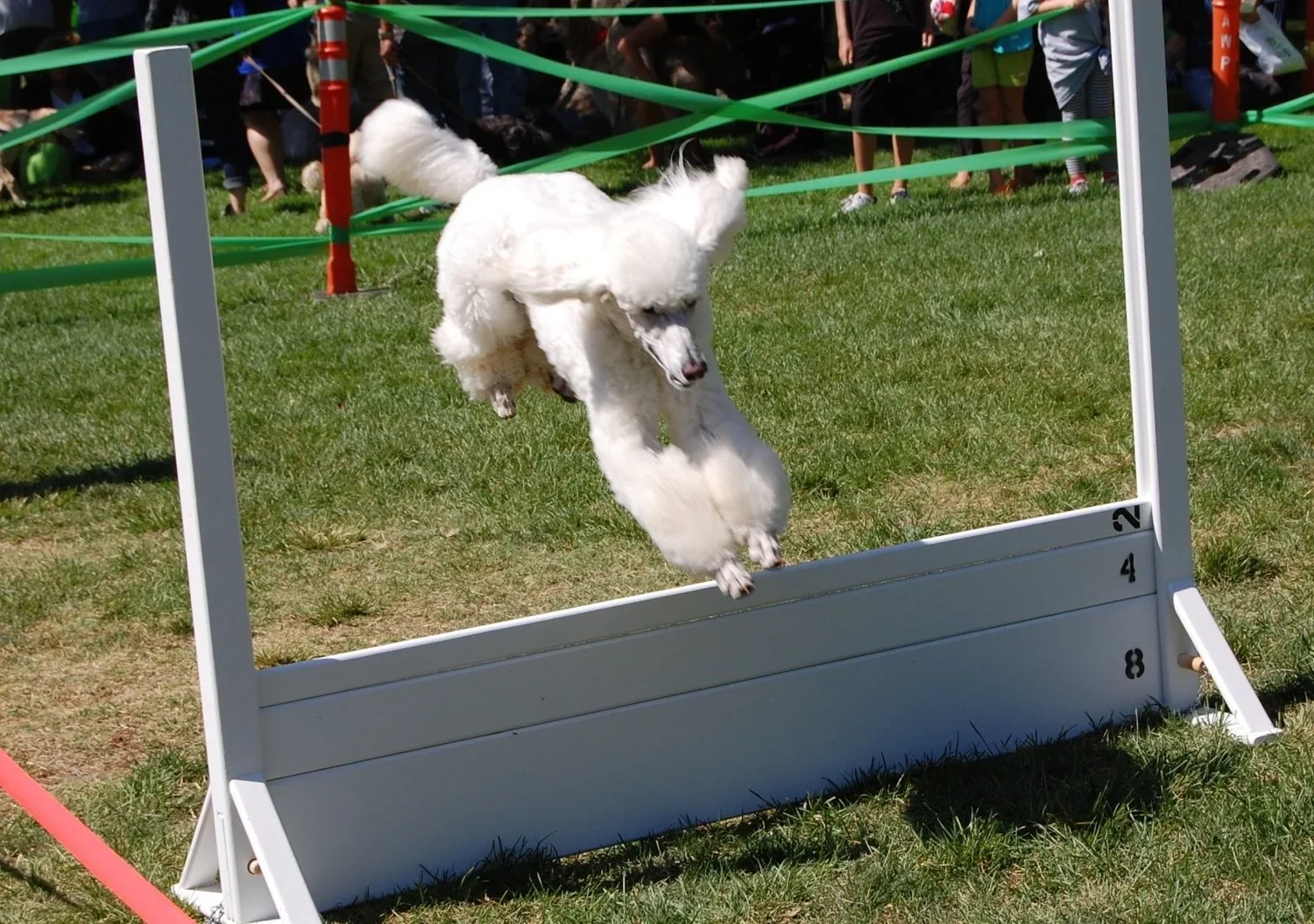 Dog obedience broad jump