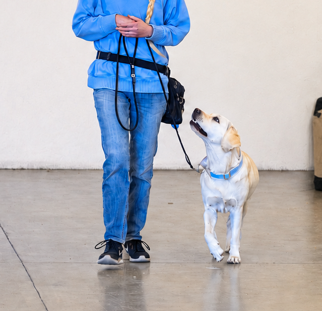 Dog practicing heeling in an obedience training class