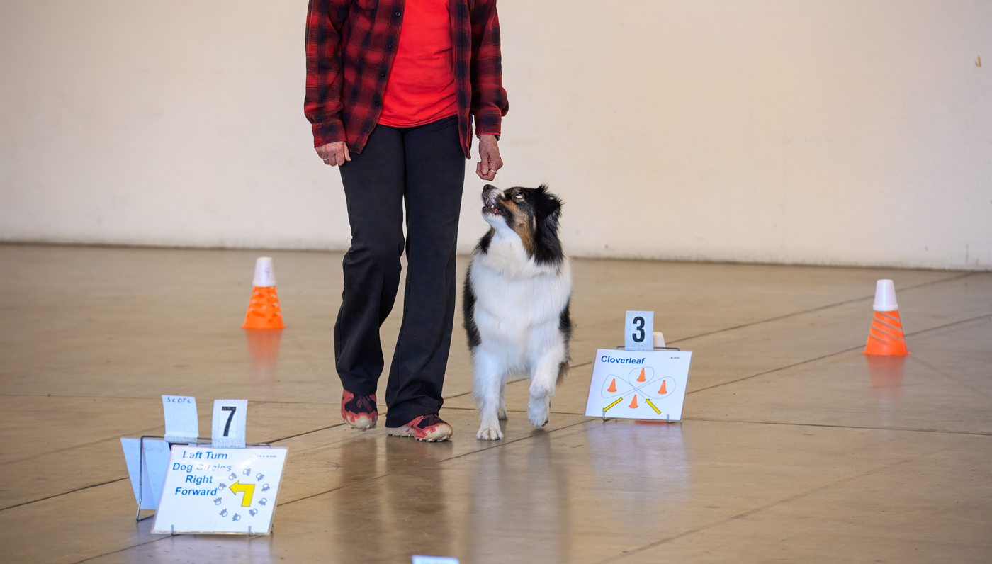 Rally advanced course with dog