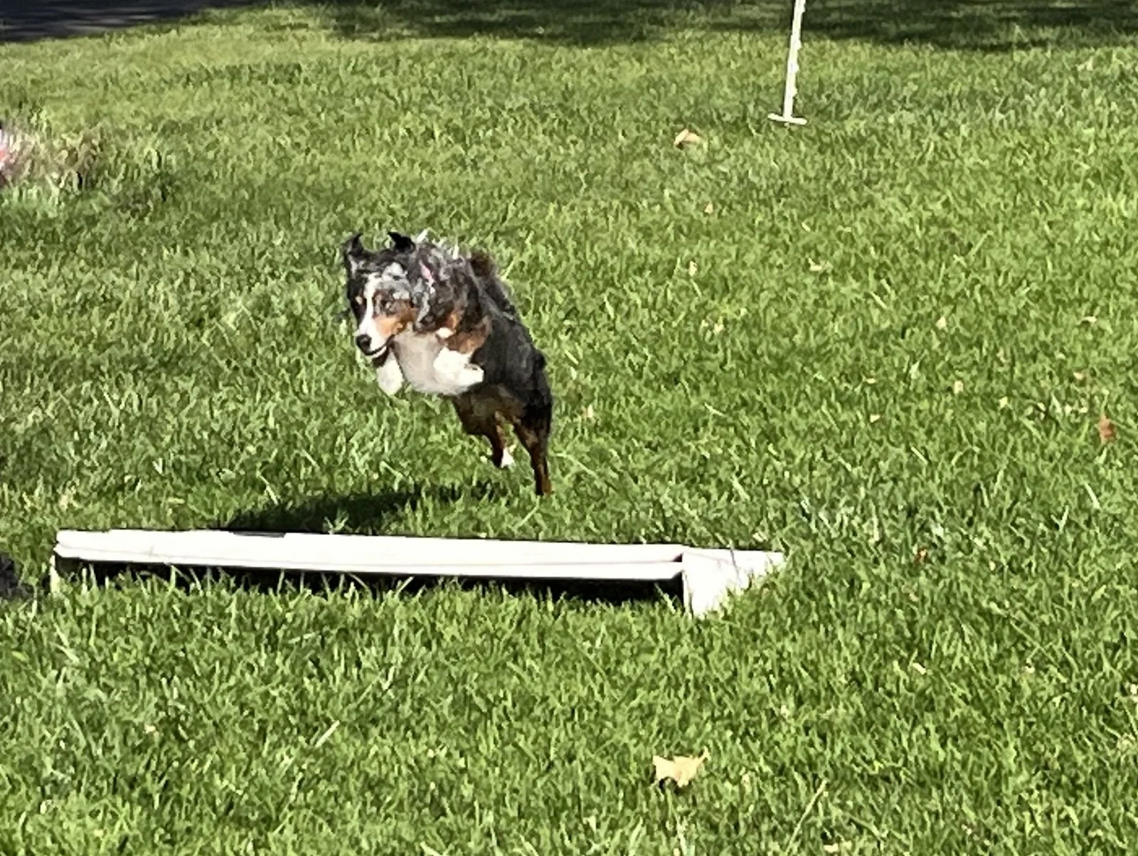 Obedience Open broad jump dog training