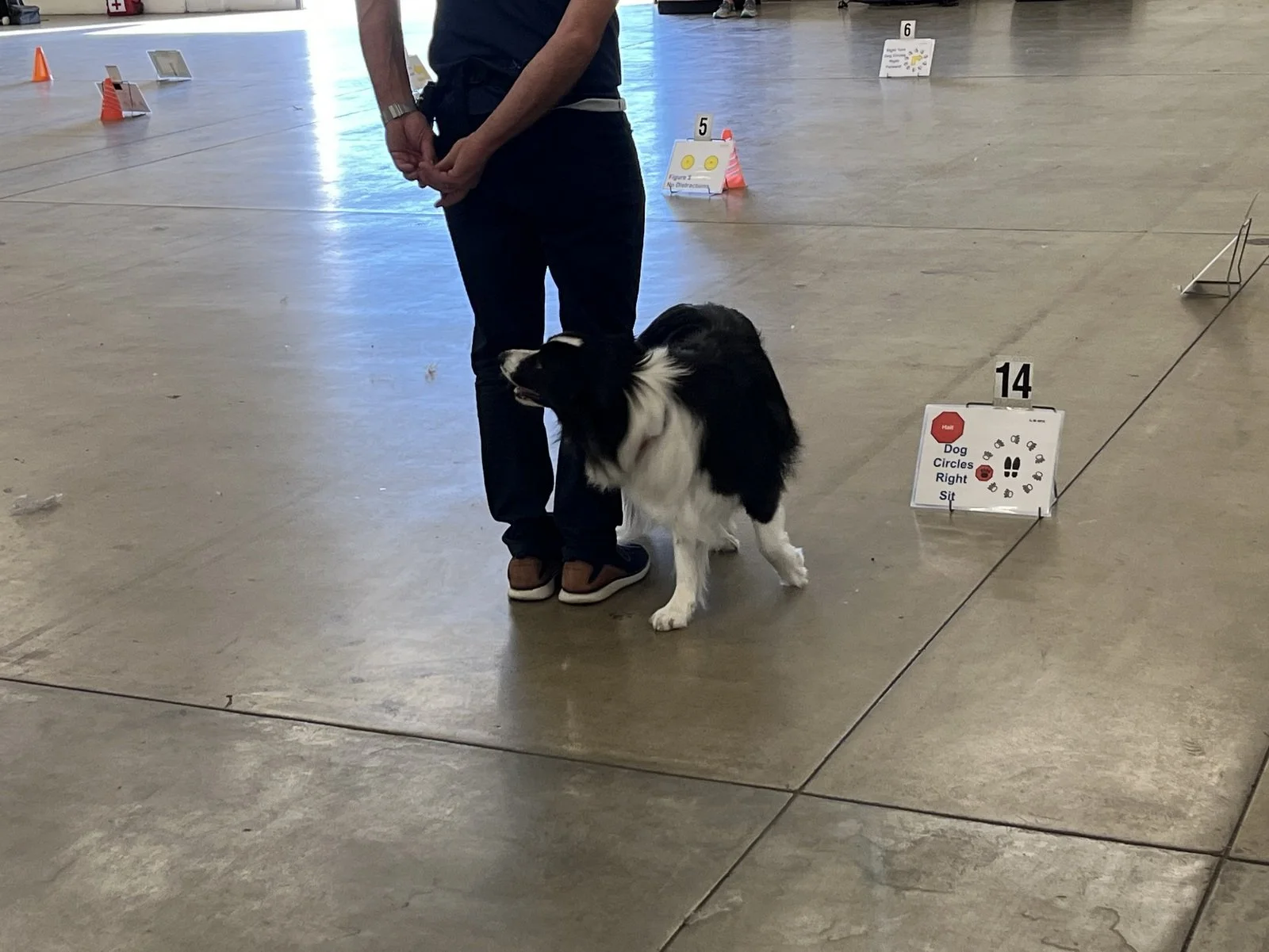 Rally advanced course with dog