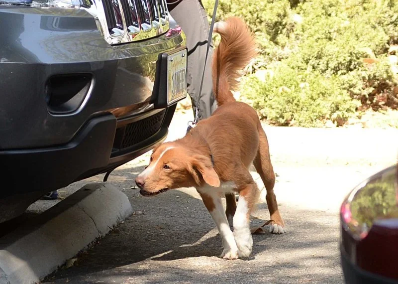 Dog training in scent work