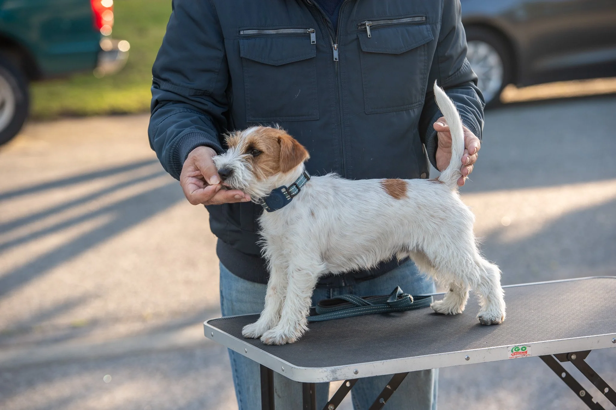  AKC Conformation stacking practice