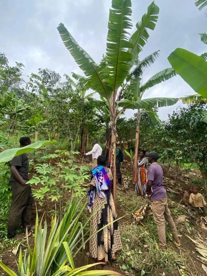 Group of people standing in a banana plantation under cloudy sky, some observing and some walking among banana and other plants.
