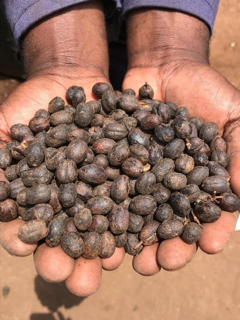 Hands holding a large heap of dried black seeds or nuts, with a blurred earthy ground background.